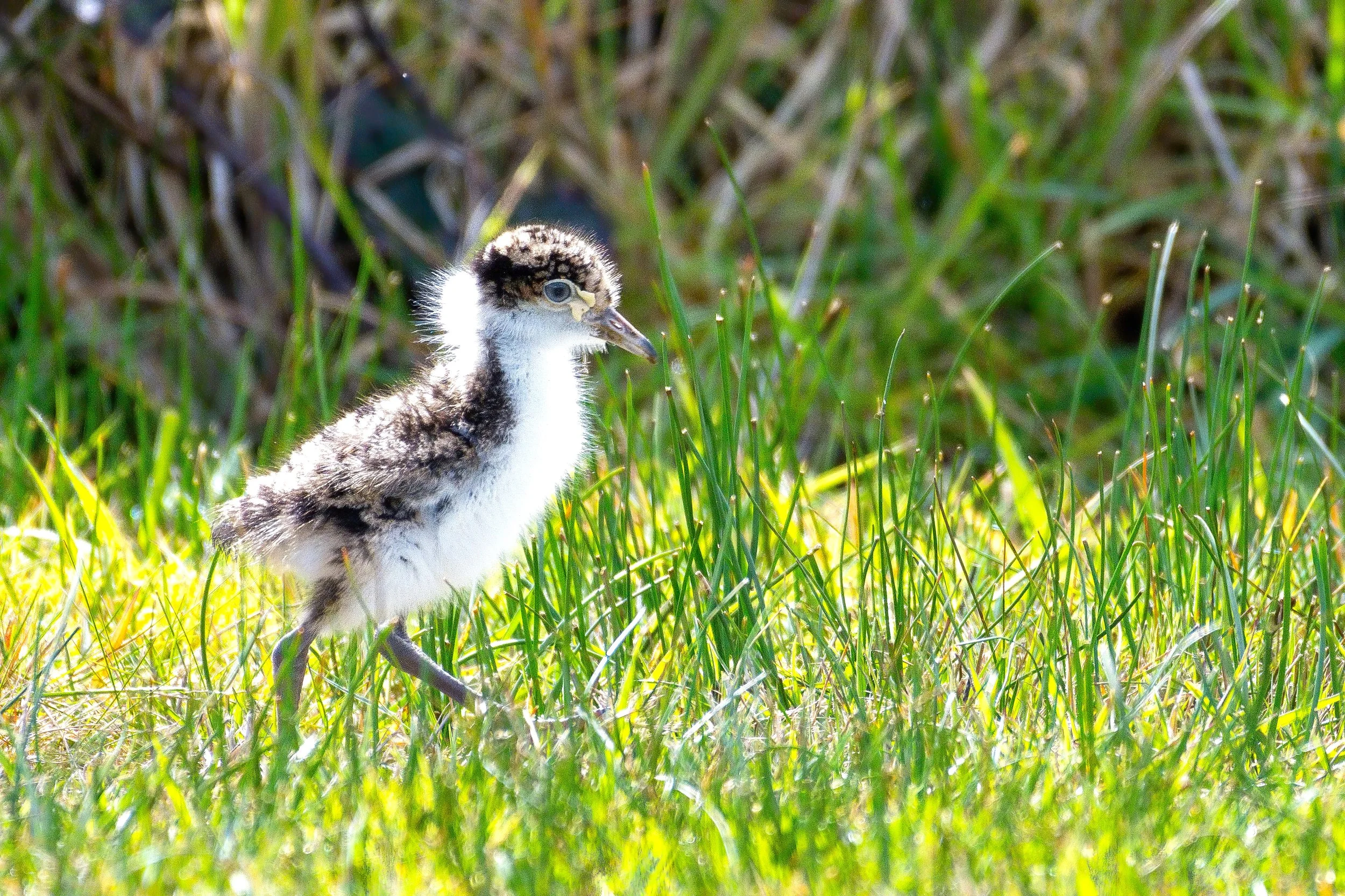 Masked Lapwing - Chick.JPG