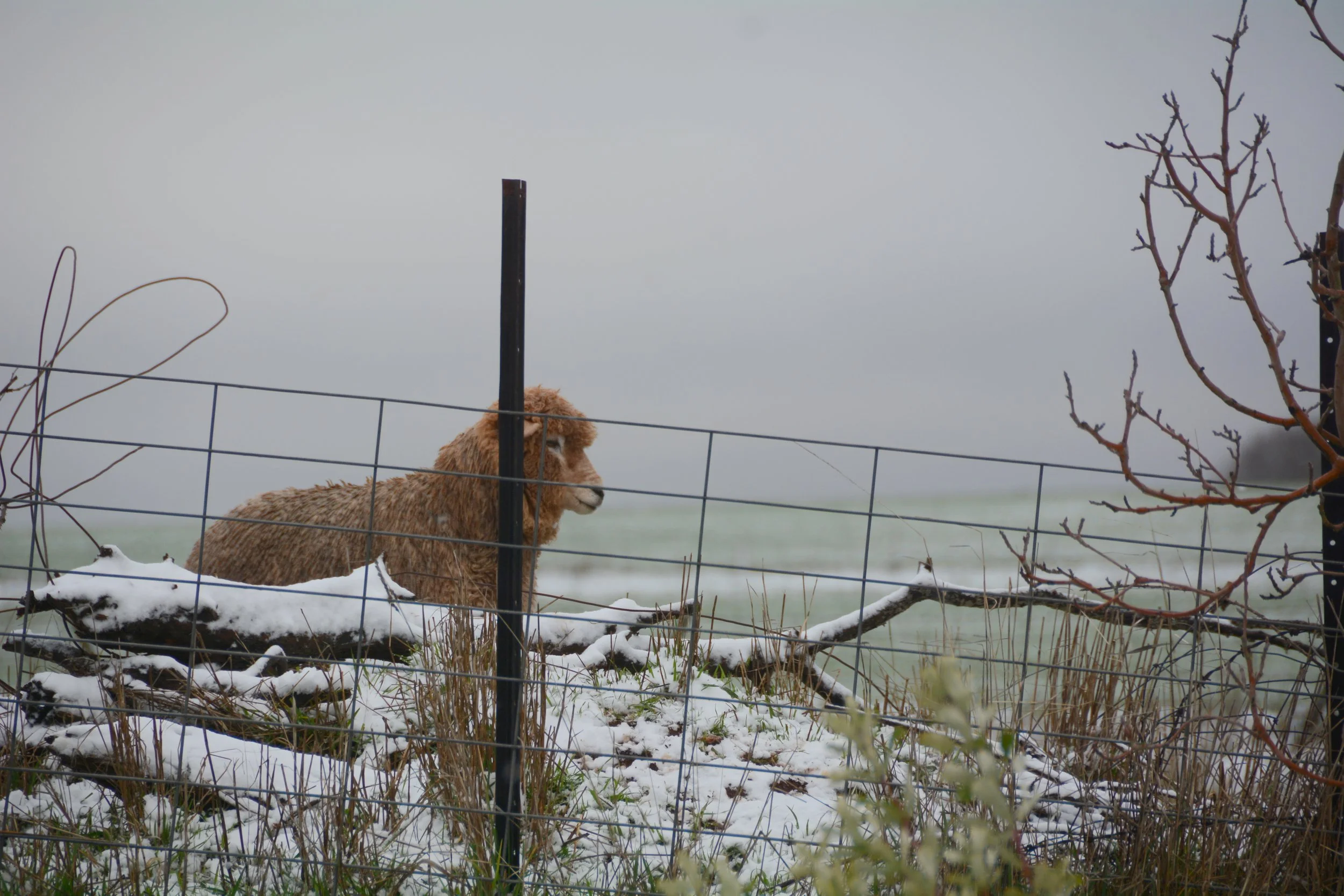DSC_1442.JPG