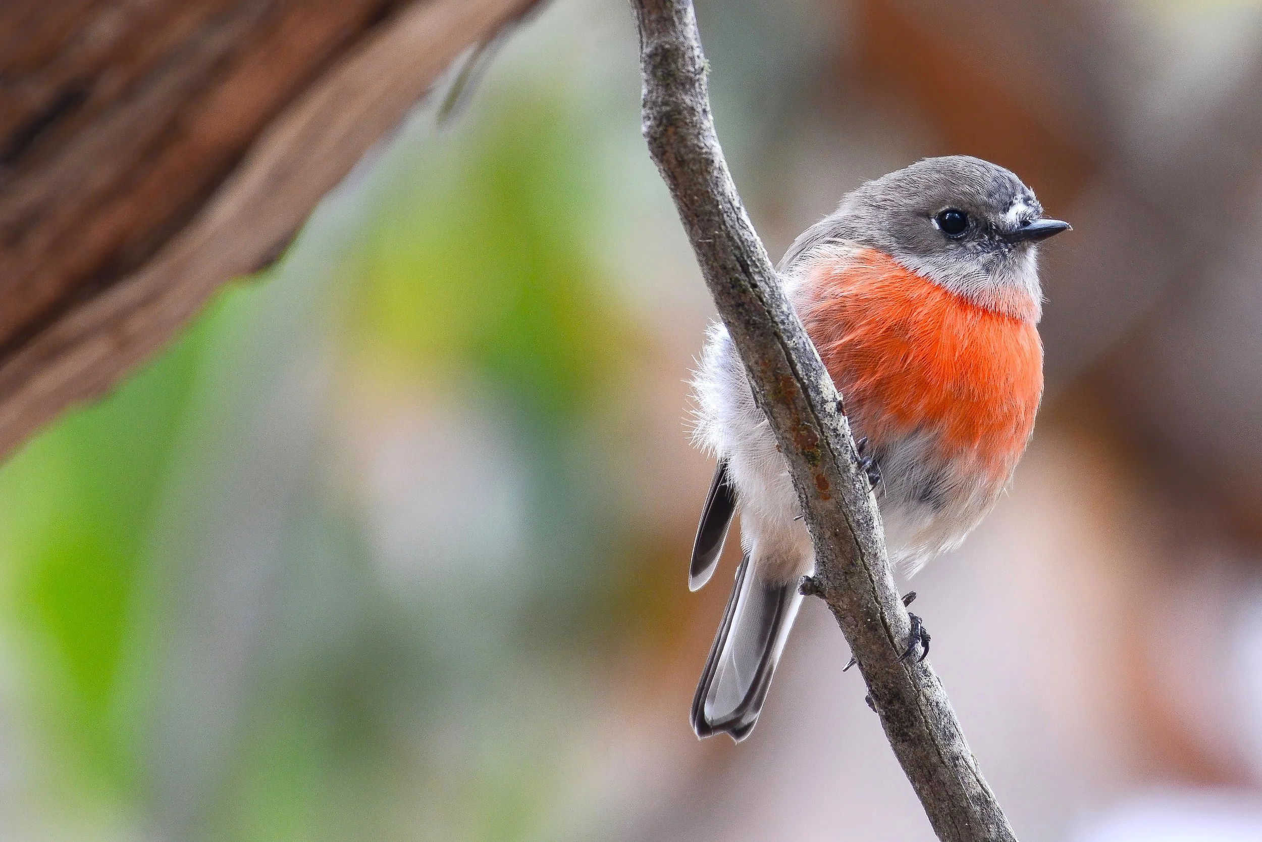 Scarlet Robin - Female.JPG