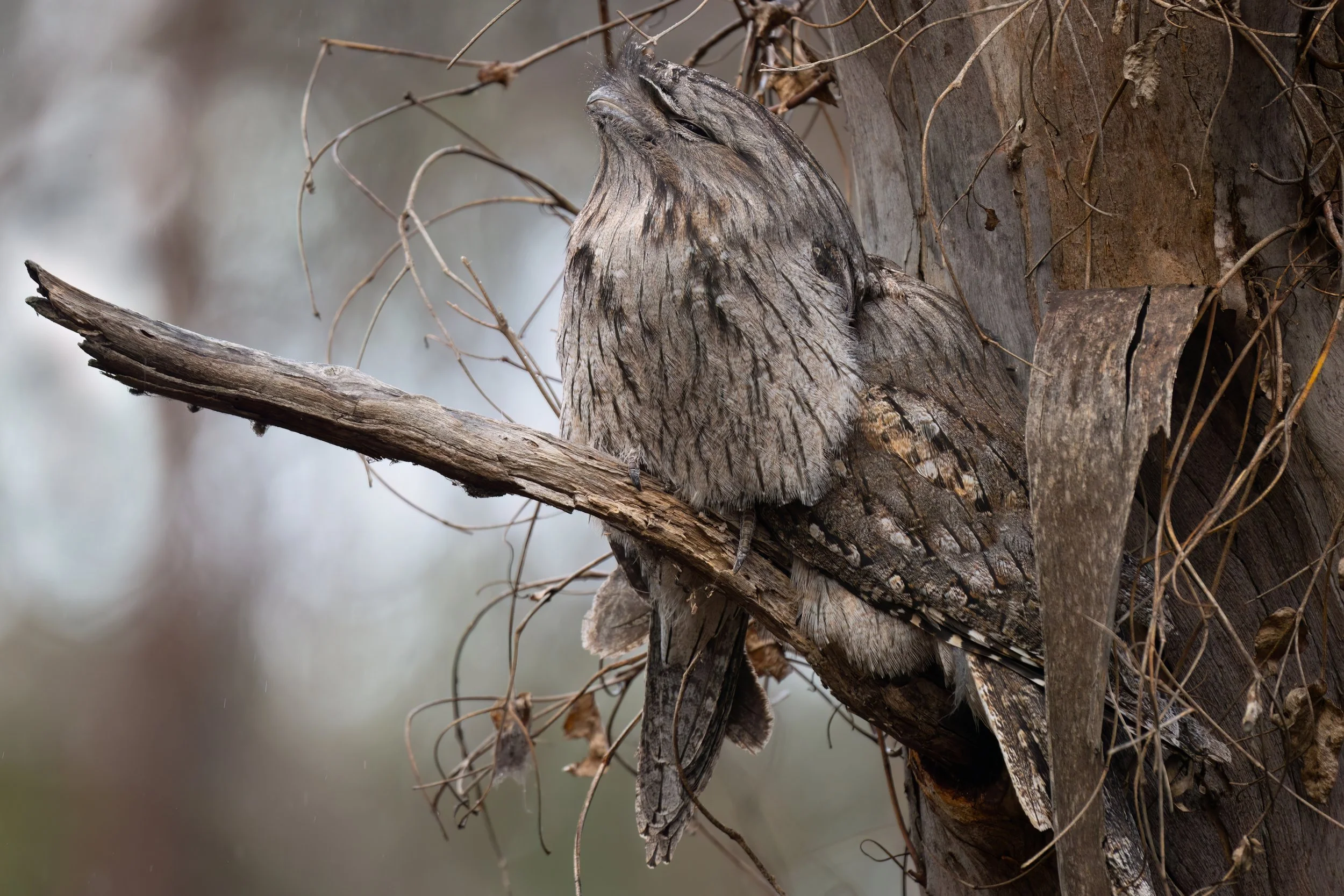 8. Aug Tawny Frogmouth.jpg