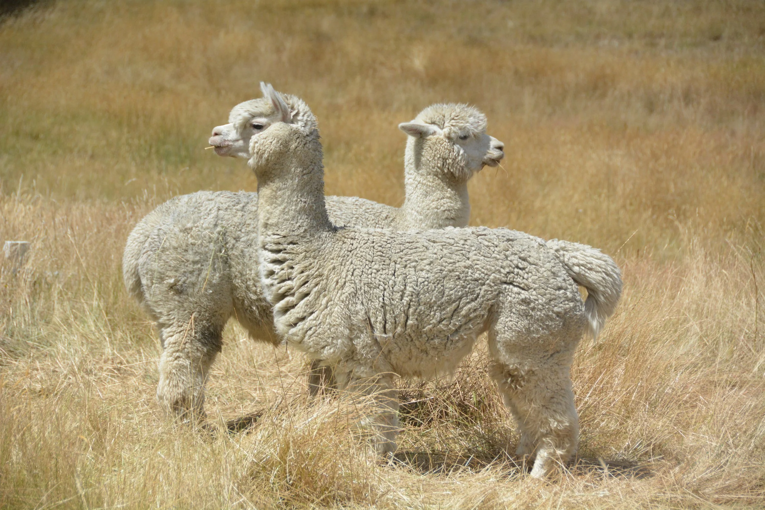 DFord 180127-2-583.JPG