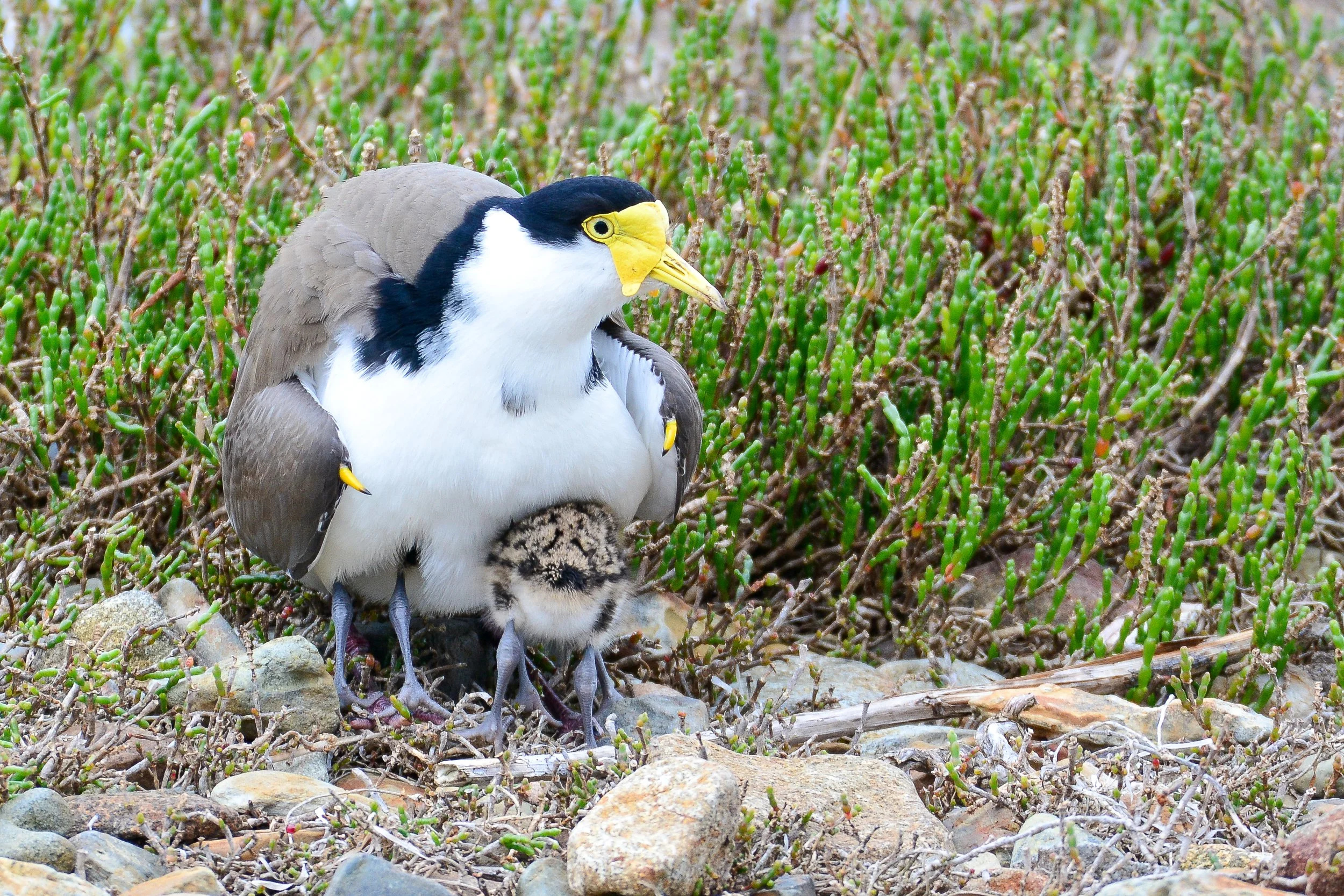 8 Aug - Masked Lapwing.JPG
