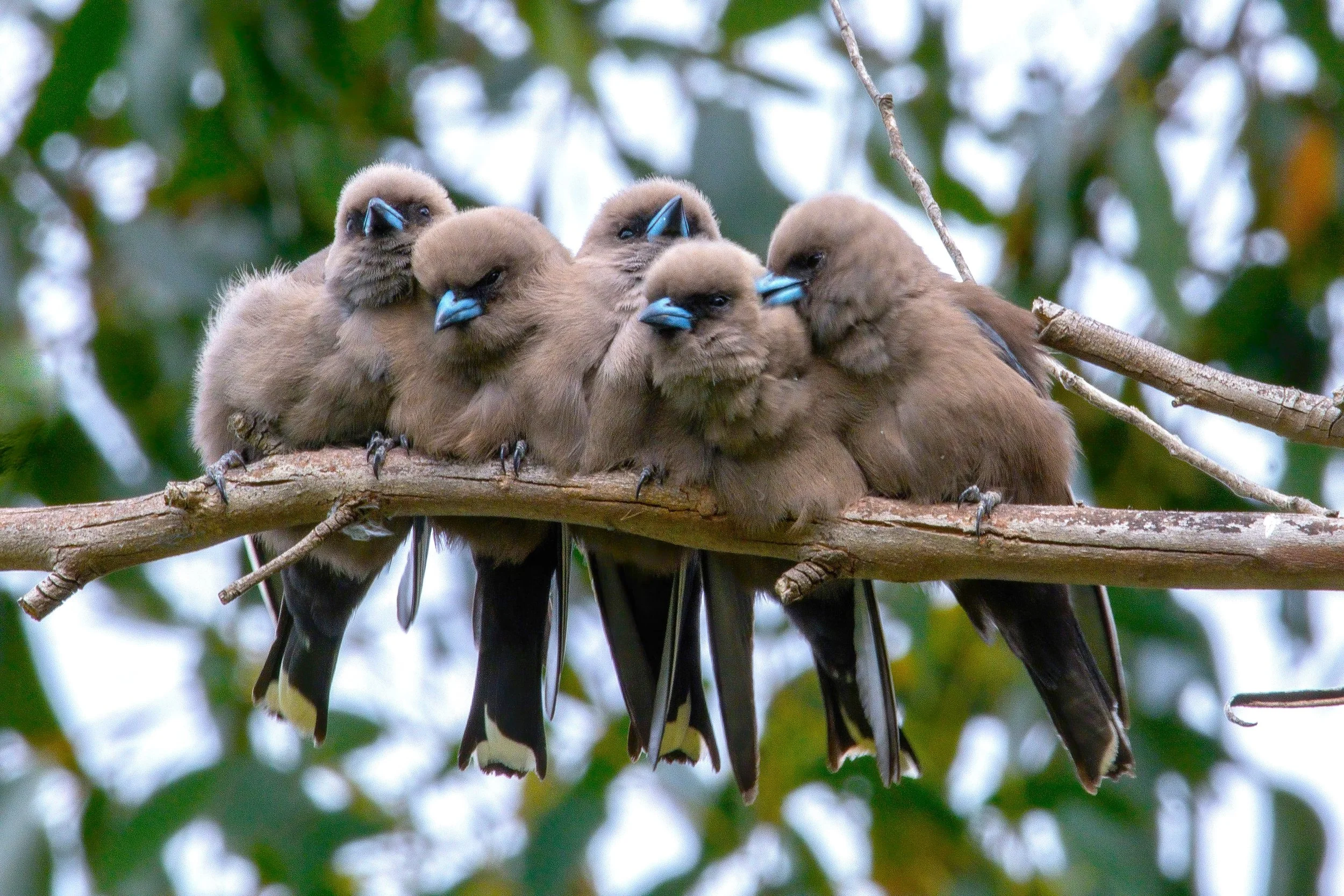 Dusky Woodswallows.JPG