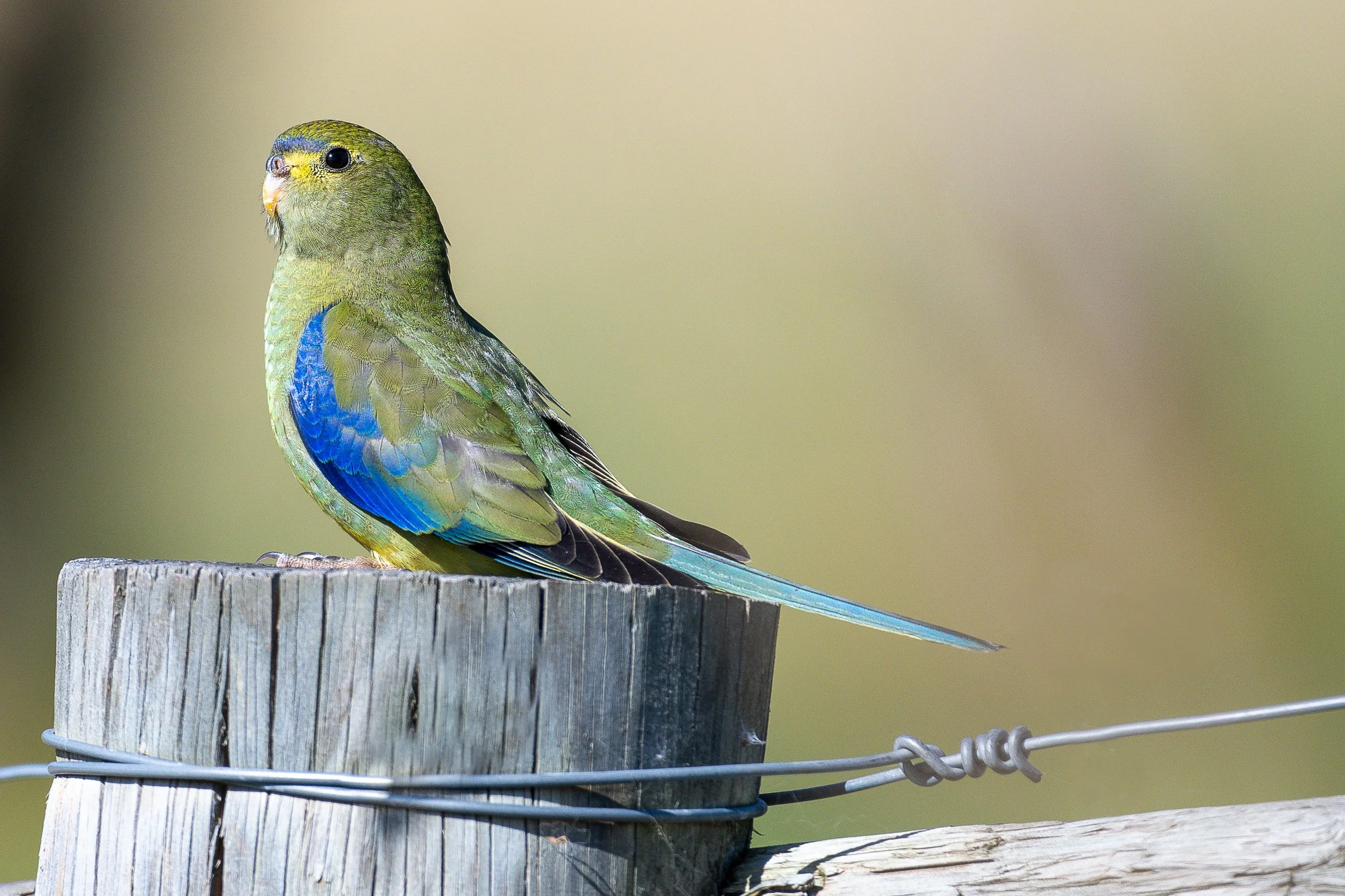 12 Blue-winged Parrot - December.JPG
