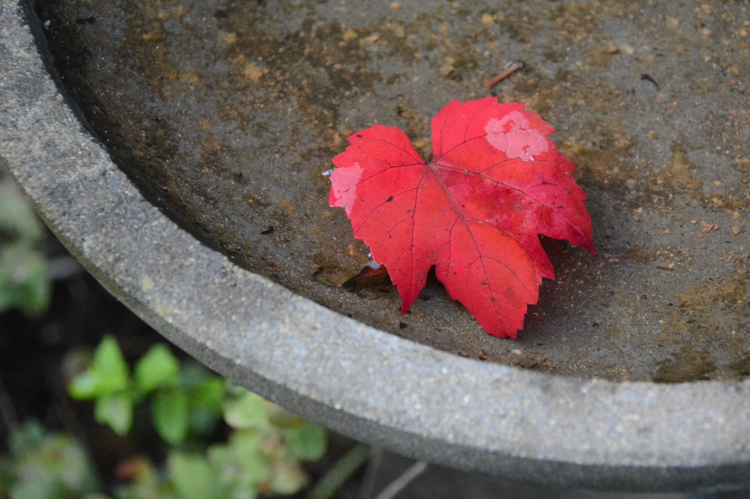 Autumn-9902.jpg