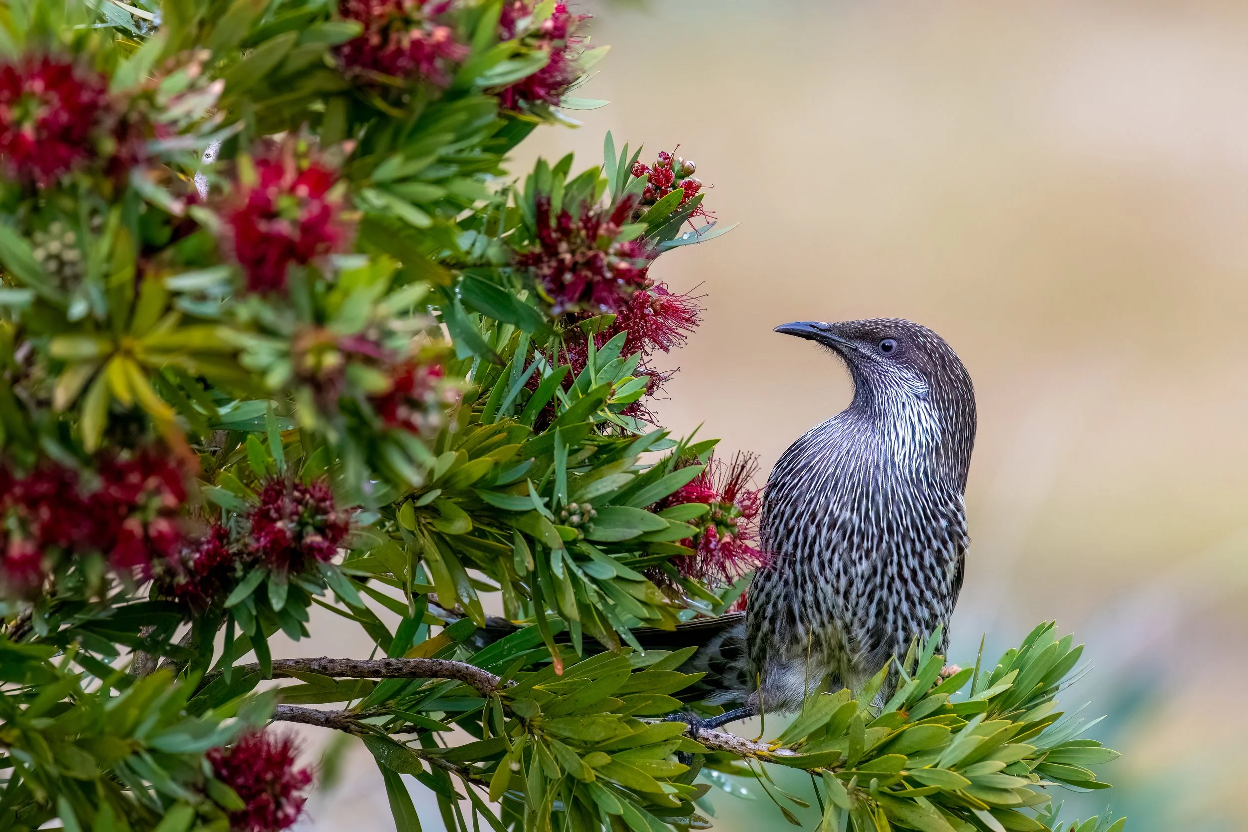 7 Little Wattlebird - July.JPG