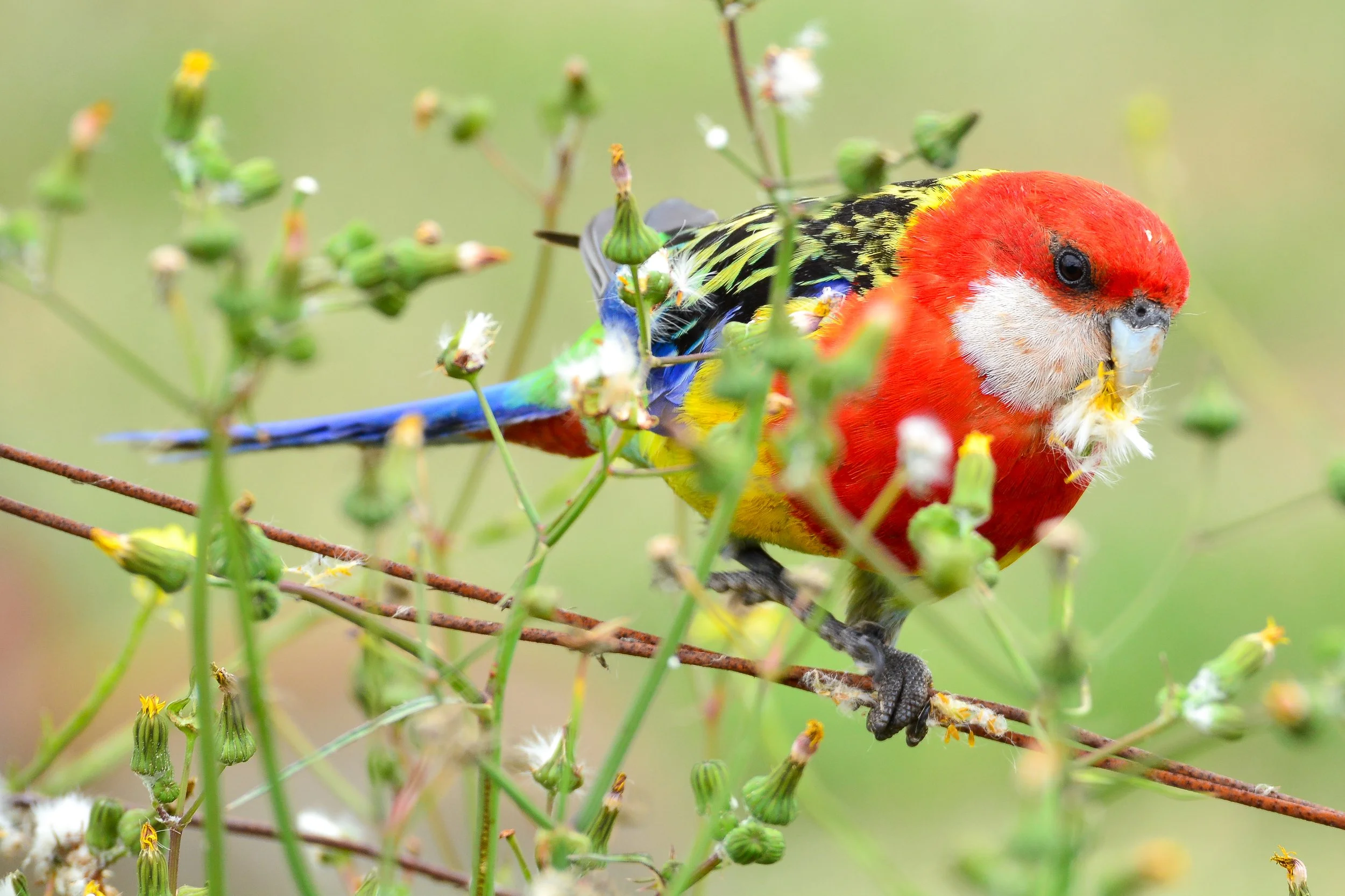 10 Oct Eastern Rosella.JPG