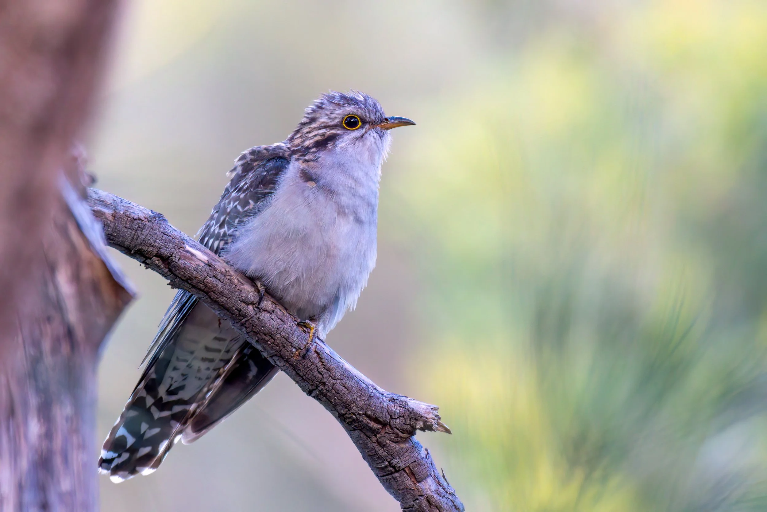 11. Nov Pallid Cuckoo.jpg