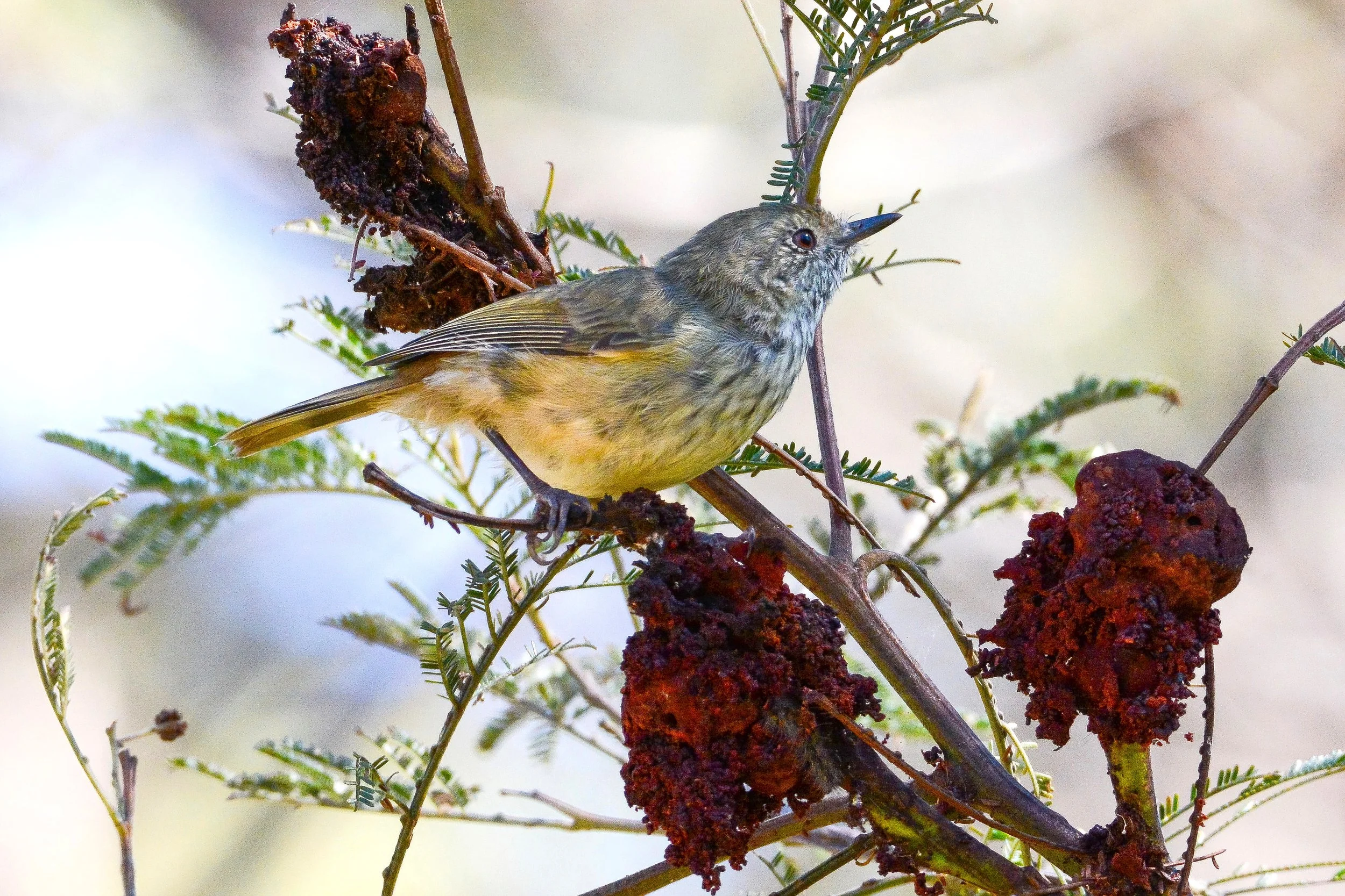 Yellow-rumped Thornbill.JPG