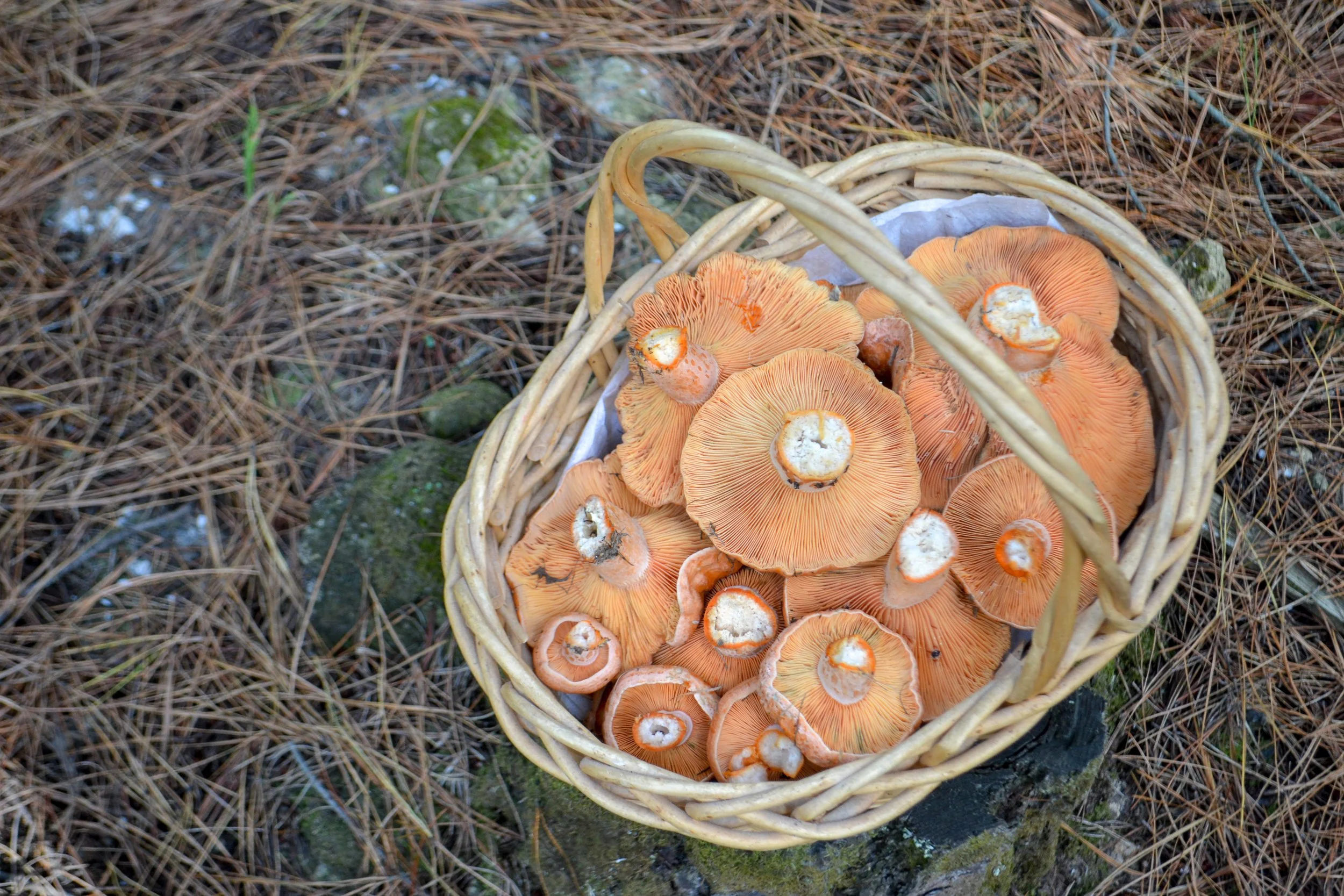 Autumn-0452.jpg