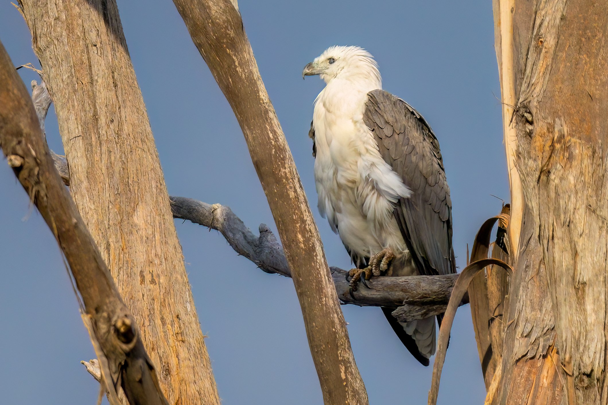 9. Sept White-bellied Sea-Eagle.jpg