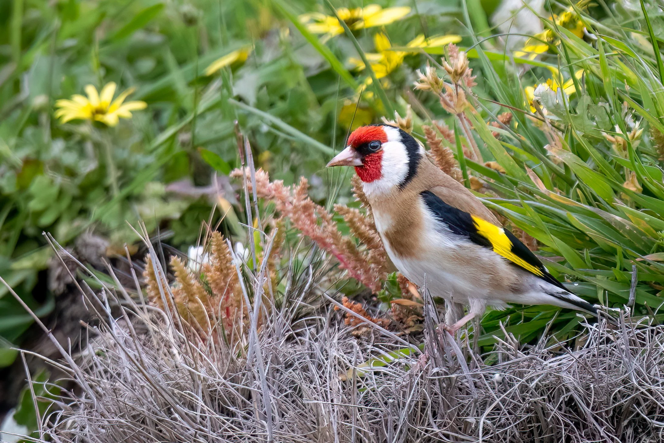 3. Mar European Goldfinch.jpg