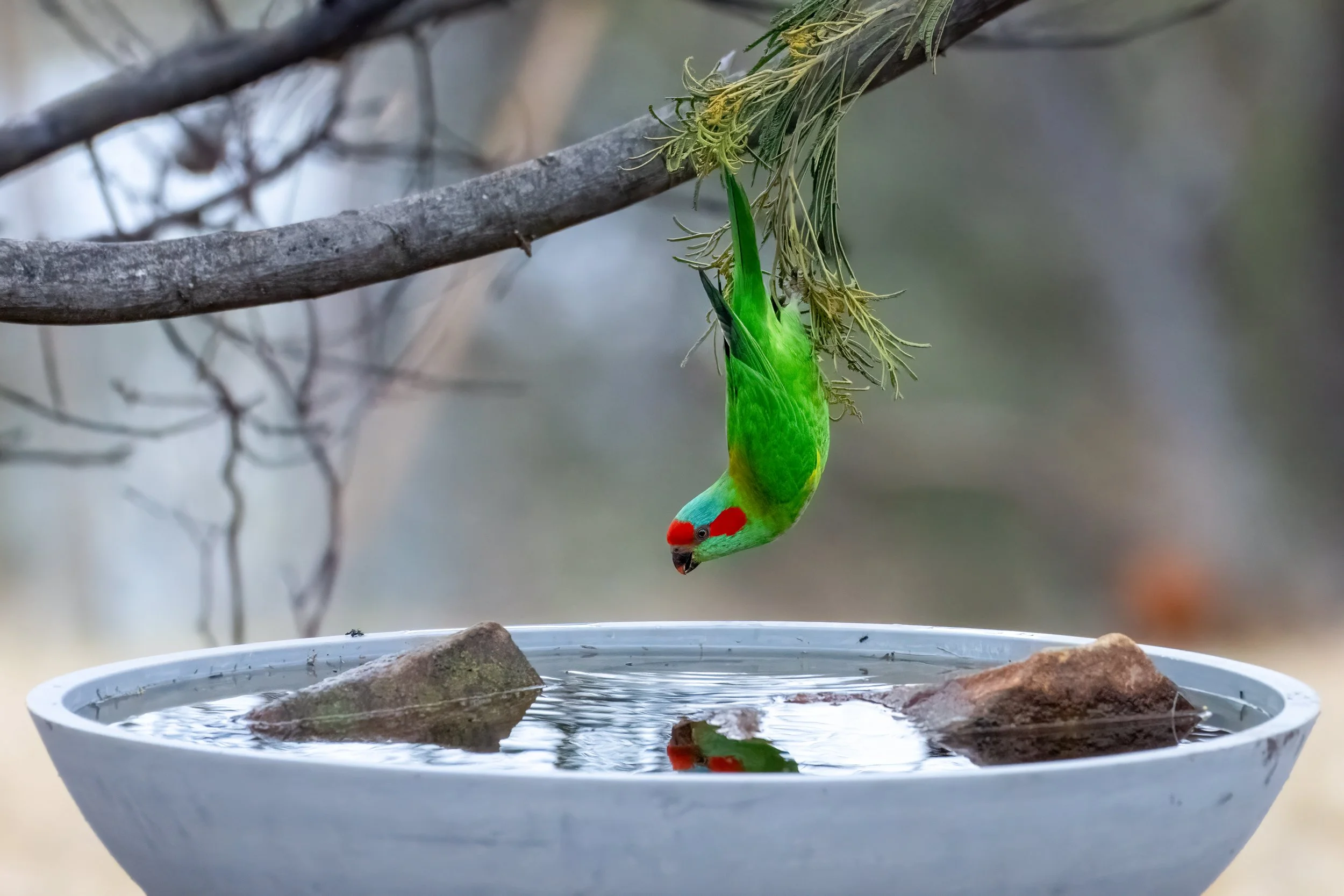 7. July Musk Lorikeet.jpg