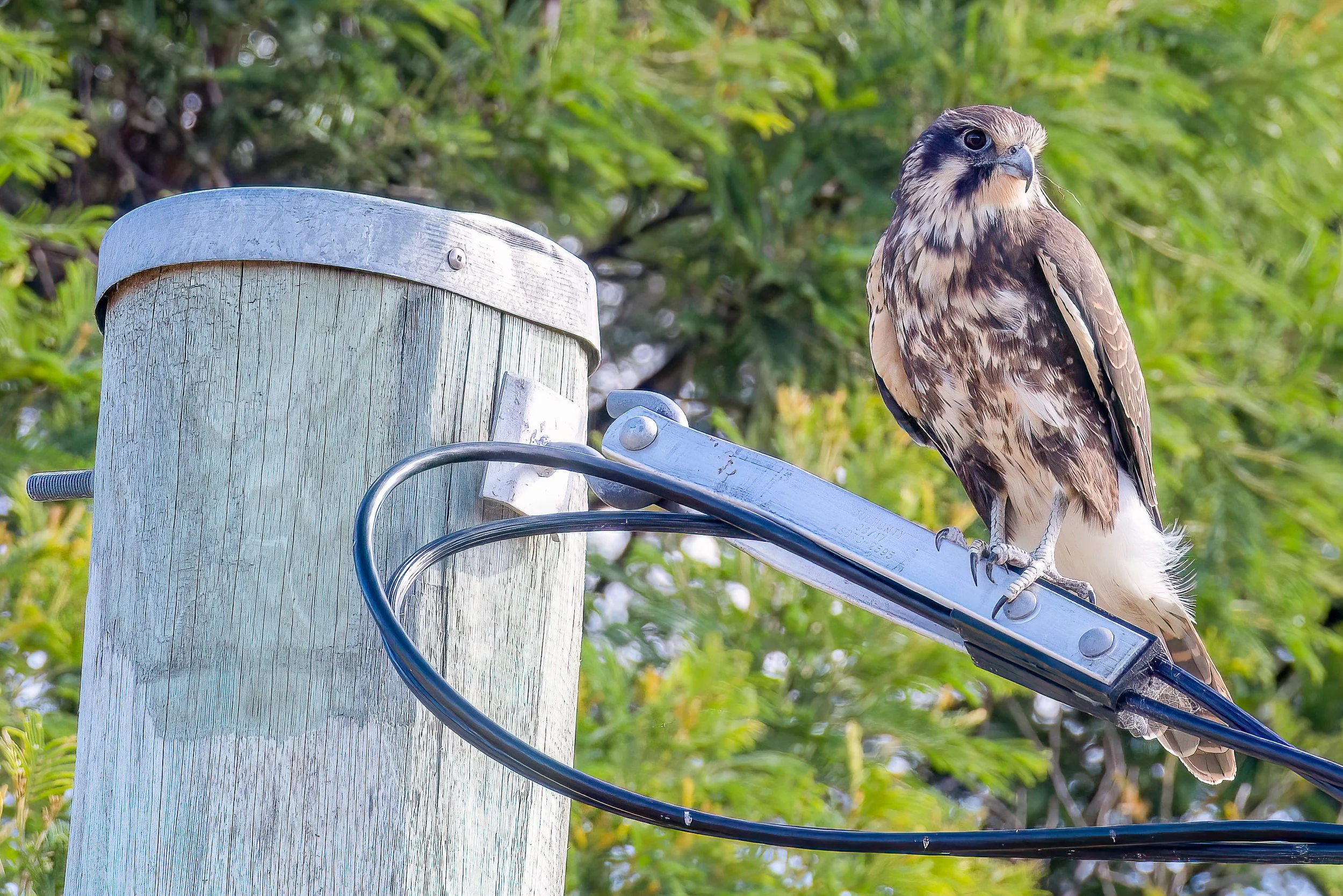 11 Brown Falcon - November.JPG