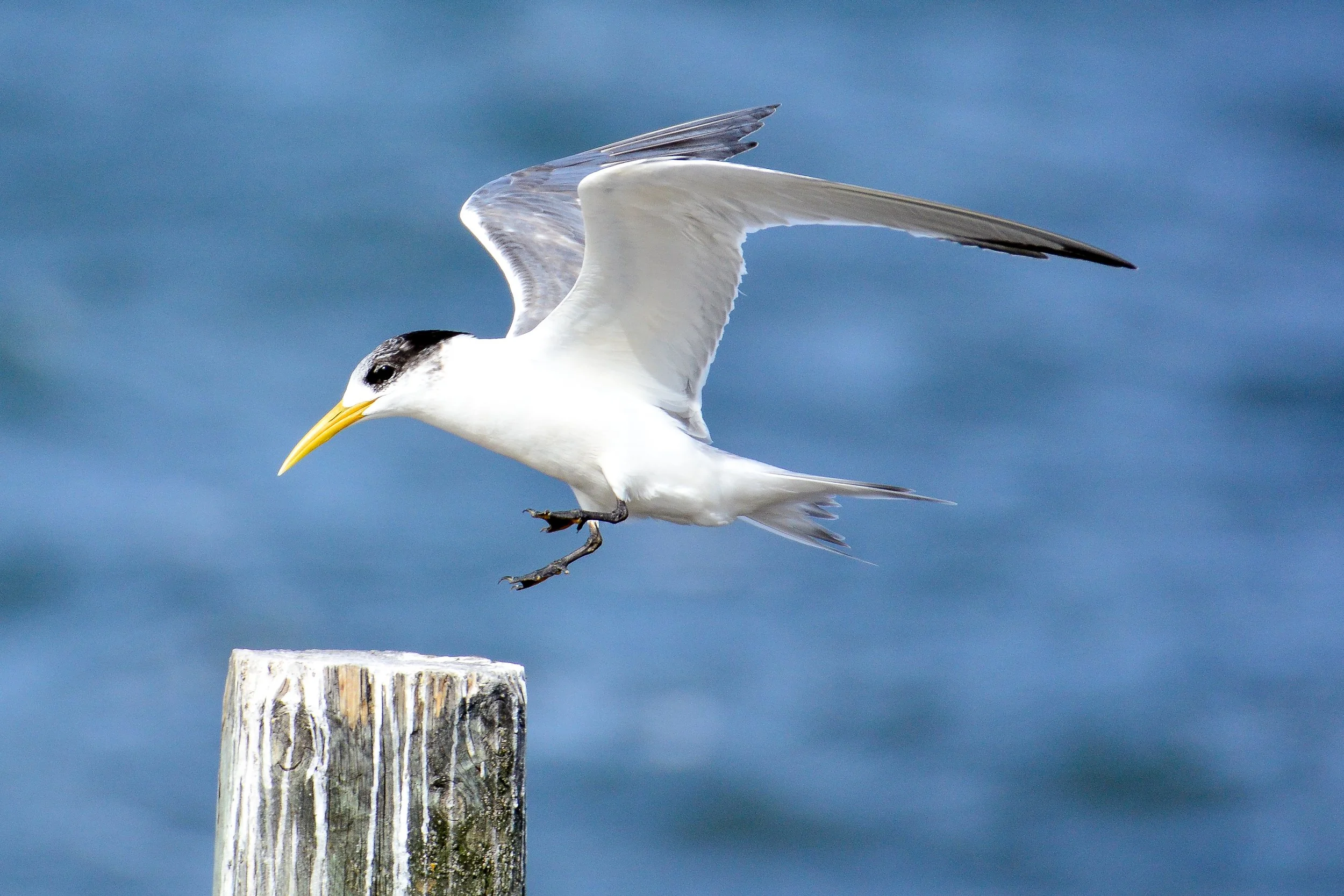 11 Nov Crested Tern.JPG