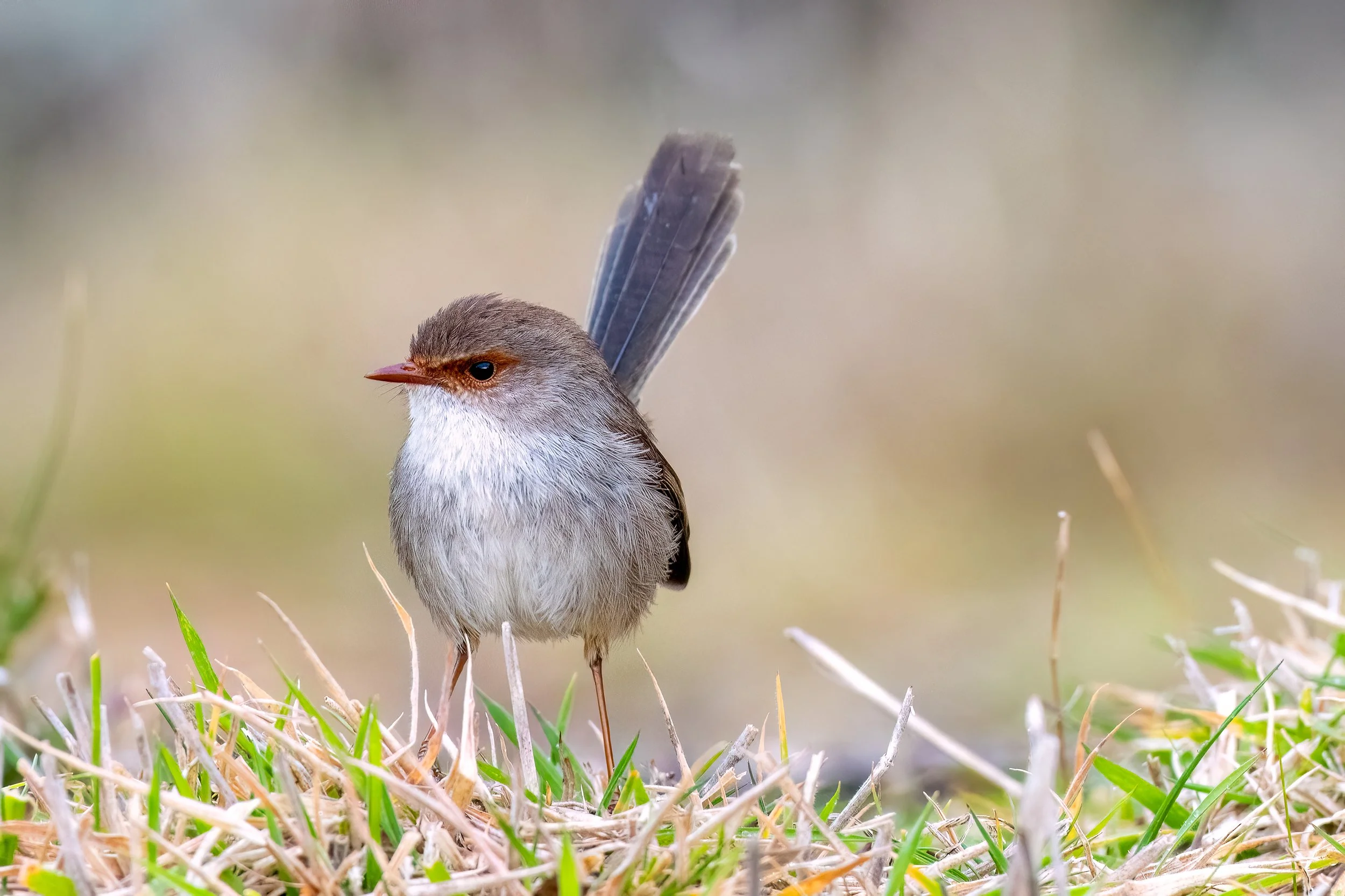 6 Superb Fairy-wren - June.JPG