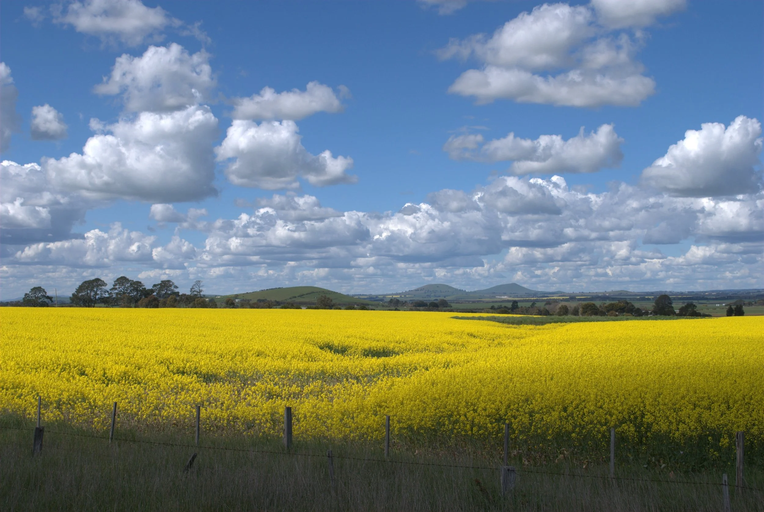 Yellow.jpg