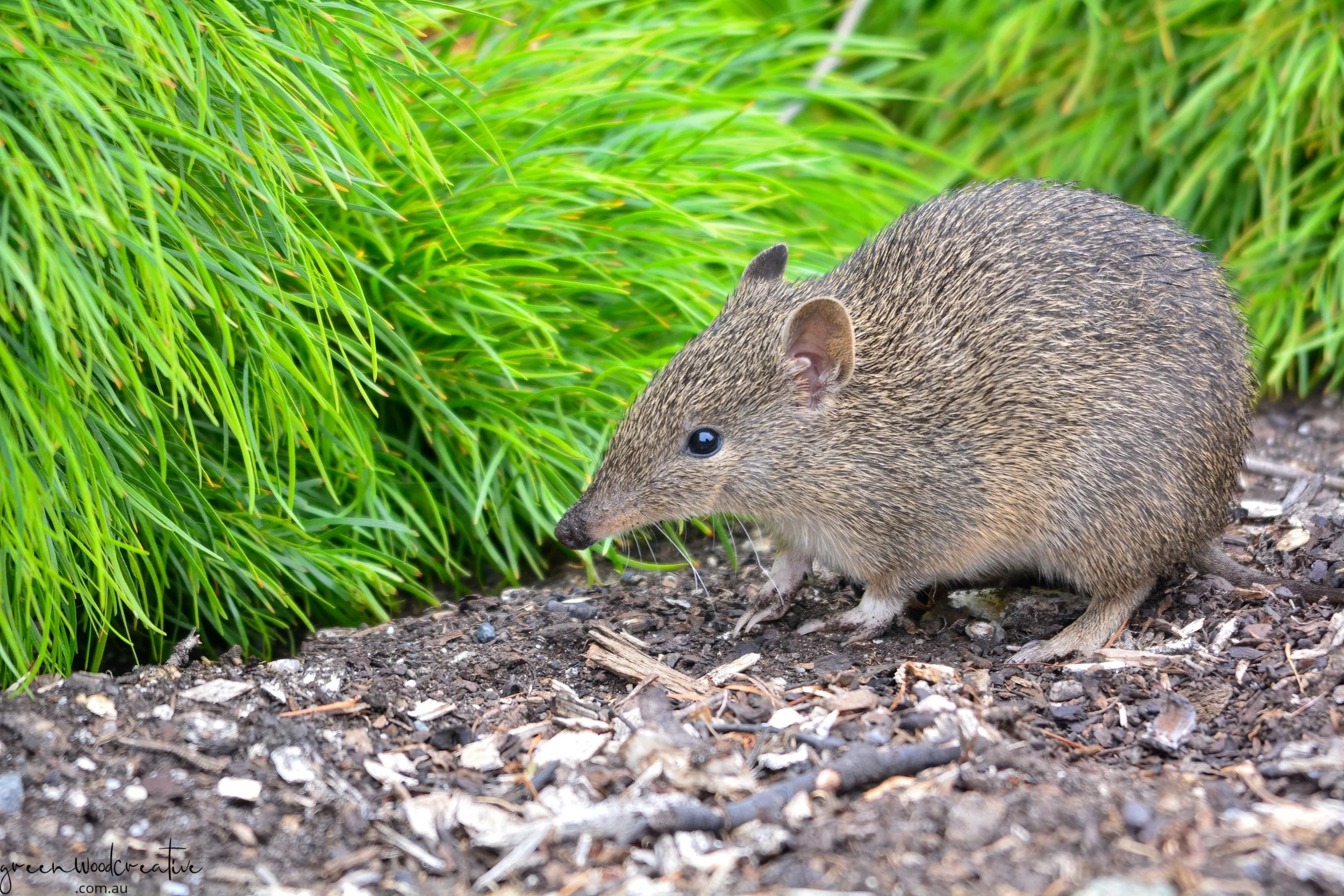 untitled-2455-Edit - Copy.JPG