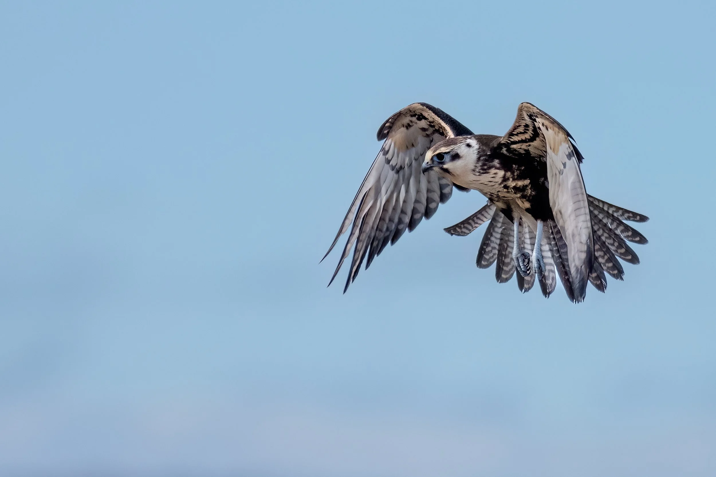 2. Feb Brown Falcon.jpg