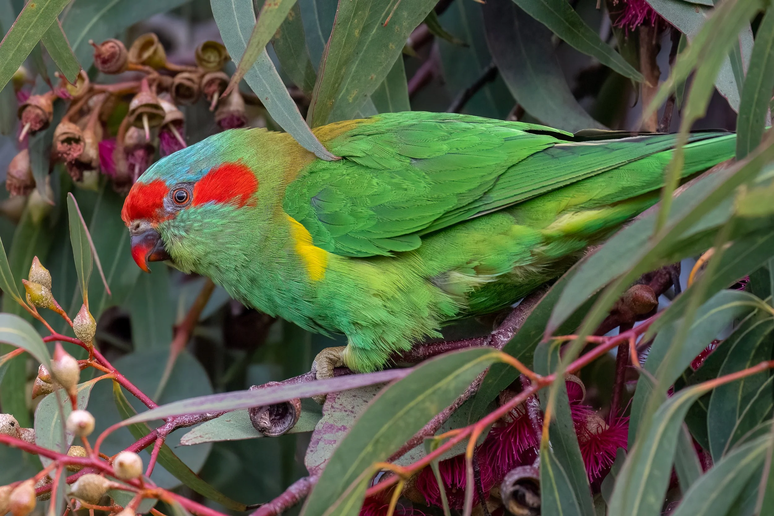 2 Musk Lorikeet - February.JPG