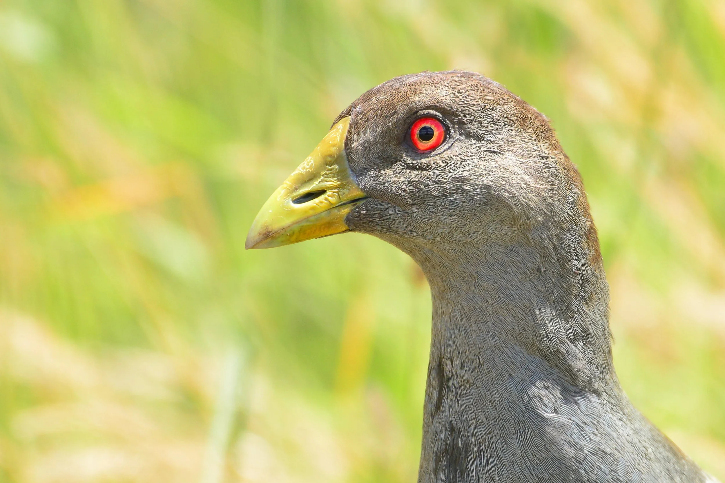 7 July Tasmanian Nativehen.JPG