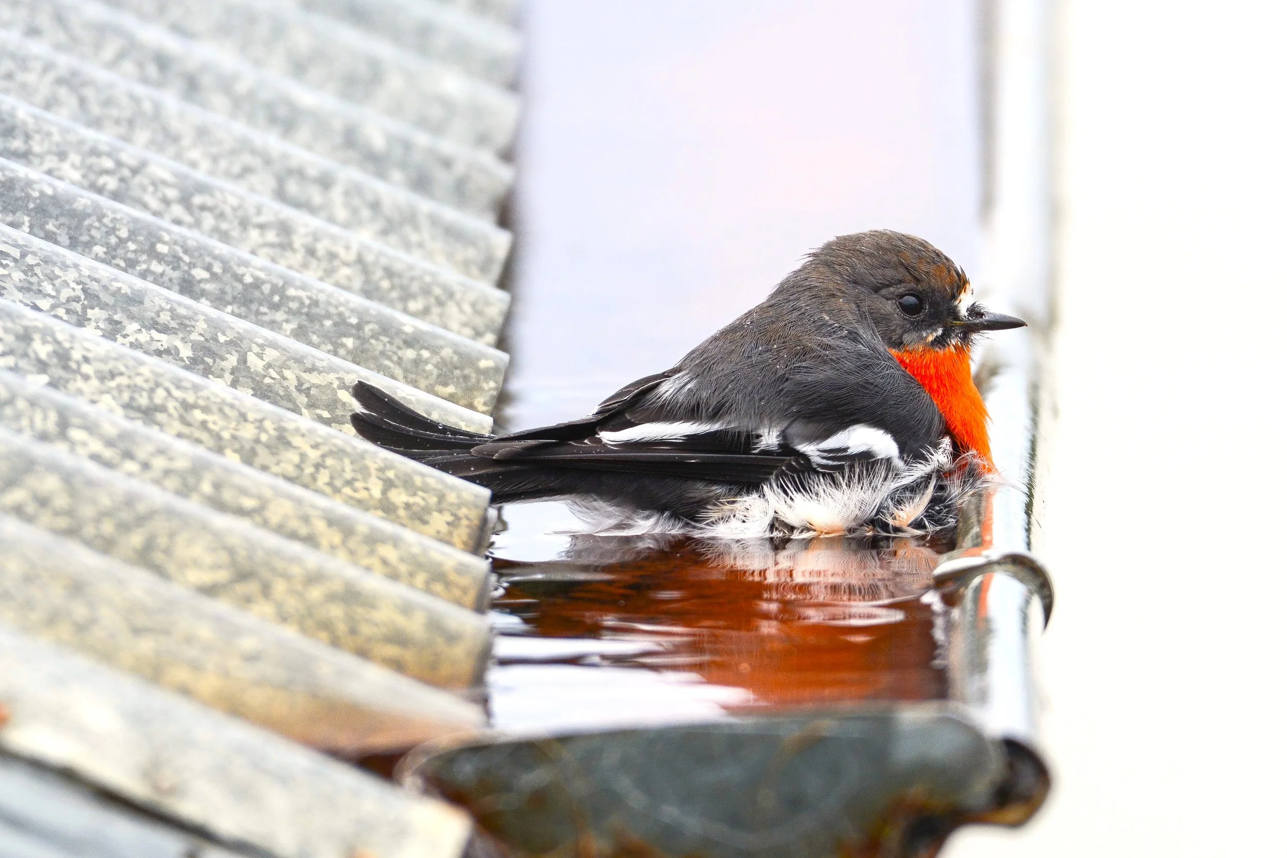 Flame Robin - Male.JPG