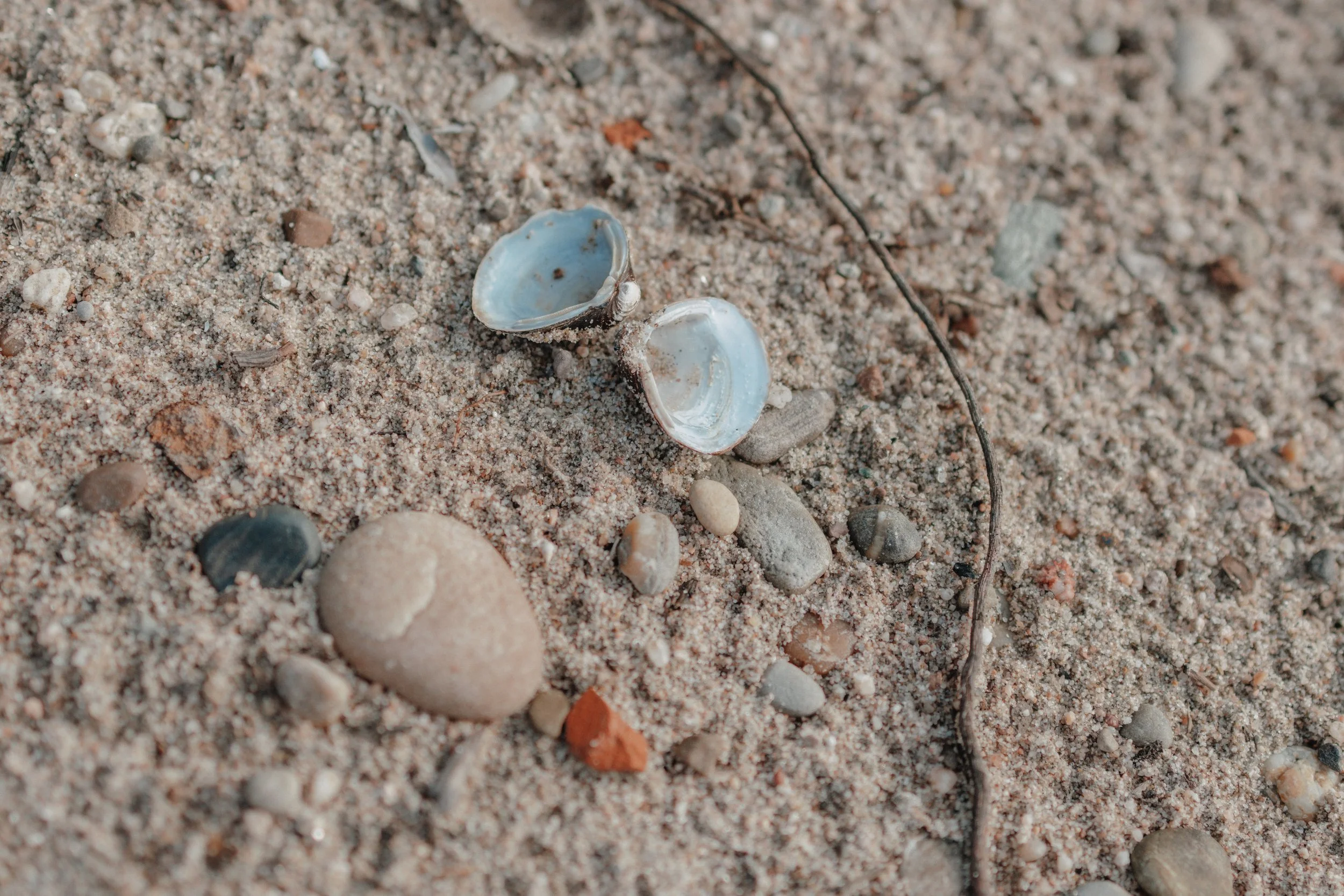 Zwei zerbrochene Muscheln auf Sand mit kleinen Steinen und einer dünnen, dunklen Faden