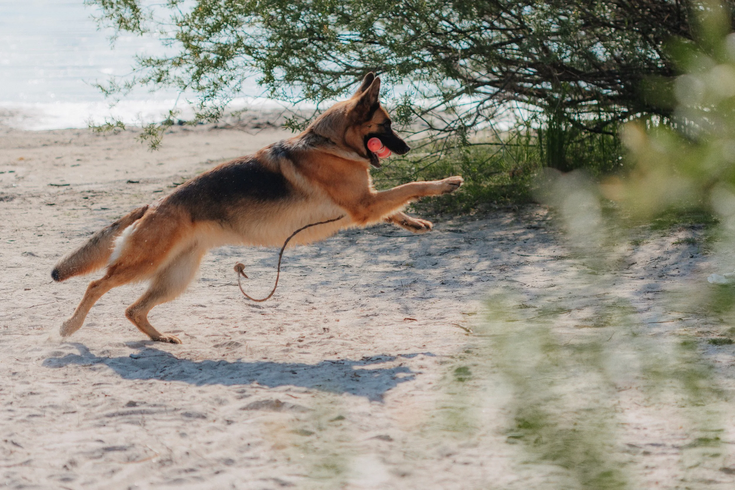 Ein Deutscher Schäferhund trägt einen roten Ball im Maul und jagt an einem Strand entlang, umgeben von Sand und grünen Büschen.