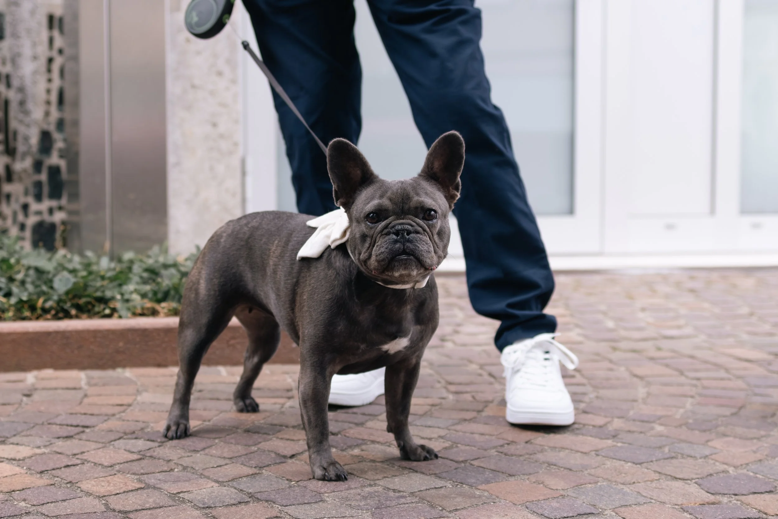 Ein französischer Bulldogge mit weißem Halstuch steht auf gepflastertem Boden, während eine Person mit dunklen Hosen und weißen Turnschuhen im Hintergrund den Hund führt.