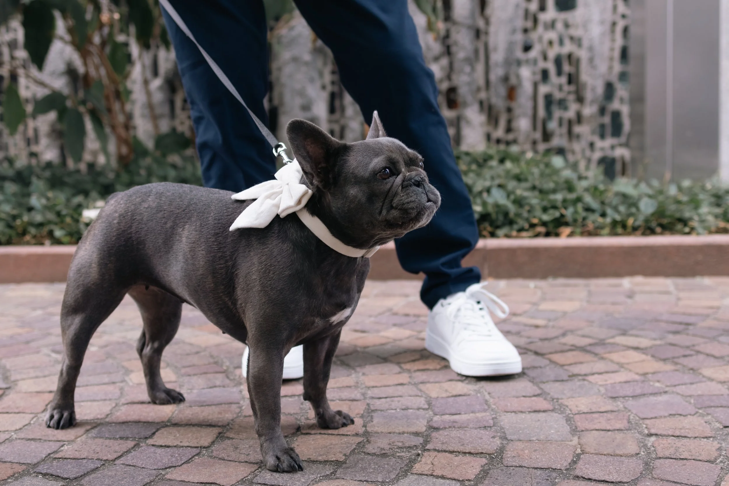 Ein französischer Bulldoggenhund mit weißem Halstuch an der Leine, steht auf gepflastertem Boden, während jemand in dunklen Hosen und weißen Schuhen im Hintergrund steht.