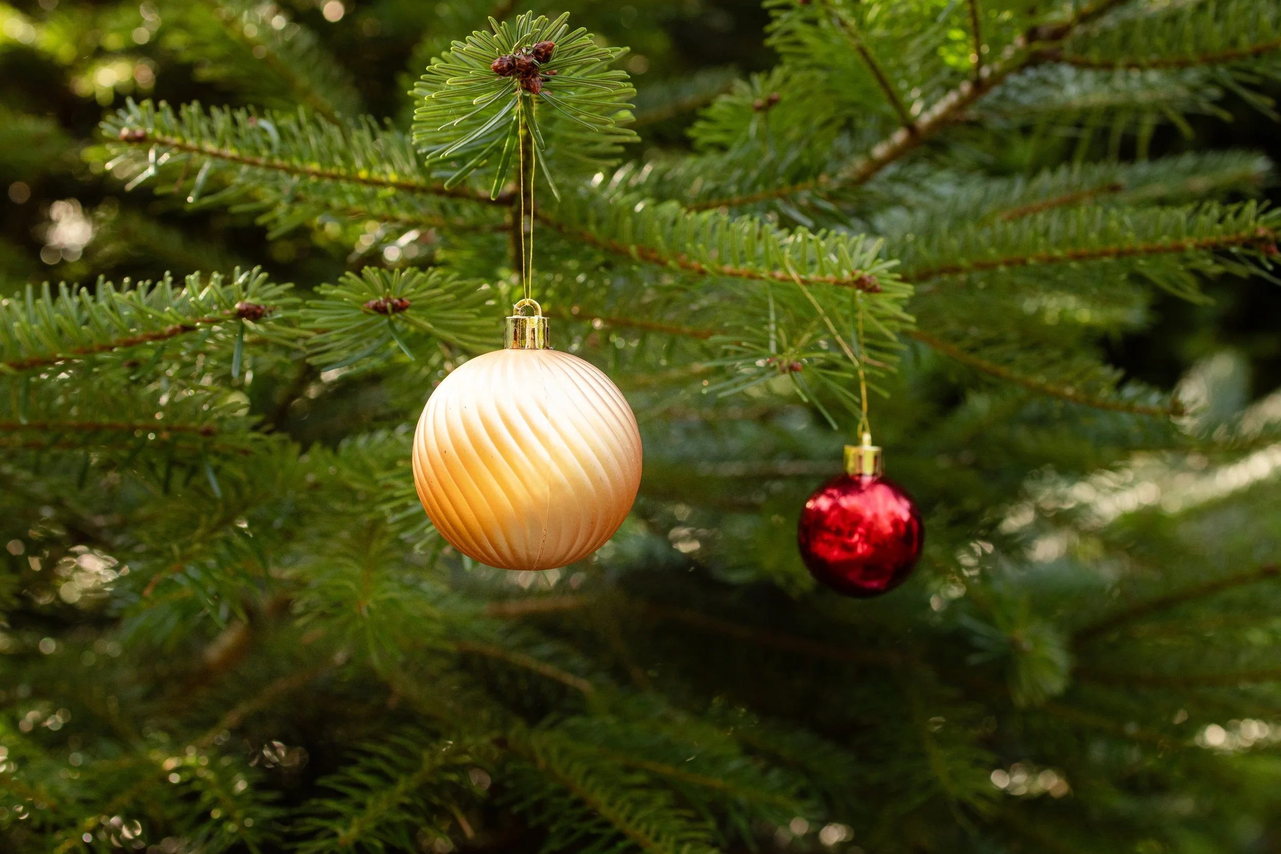 Zwei Weihnachtskugeln, eine goldene und eine rote, hängen an einem Tannenbaum. Regelmäßige grüne Tannenzweige umgeben die Kugeln.