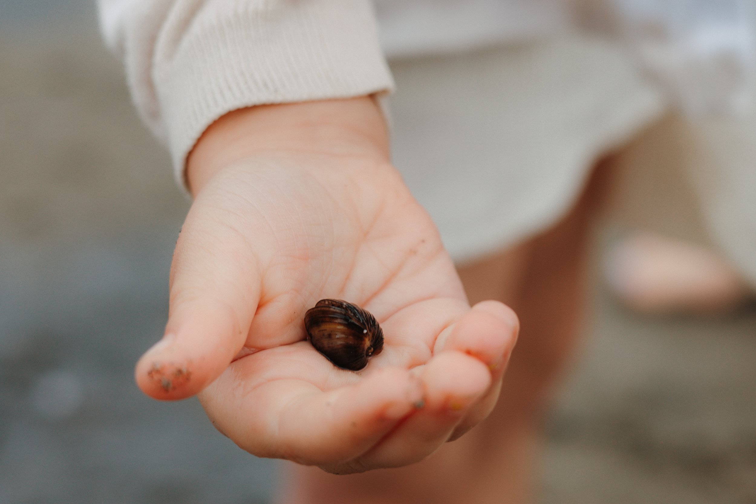 Eine Kinderhand hält eine Muschel am Strand.