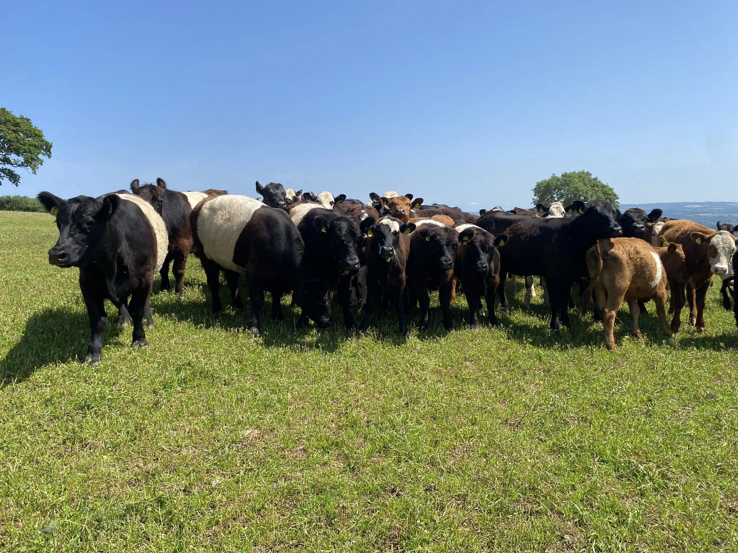 A herd of cows grazing on a green field under a clear blue sky, with some trees in the background. regenerative farming, soil health assessment,
