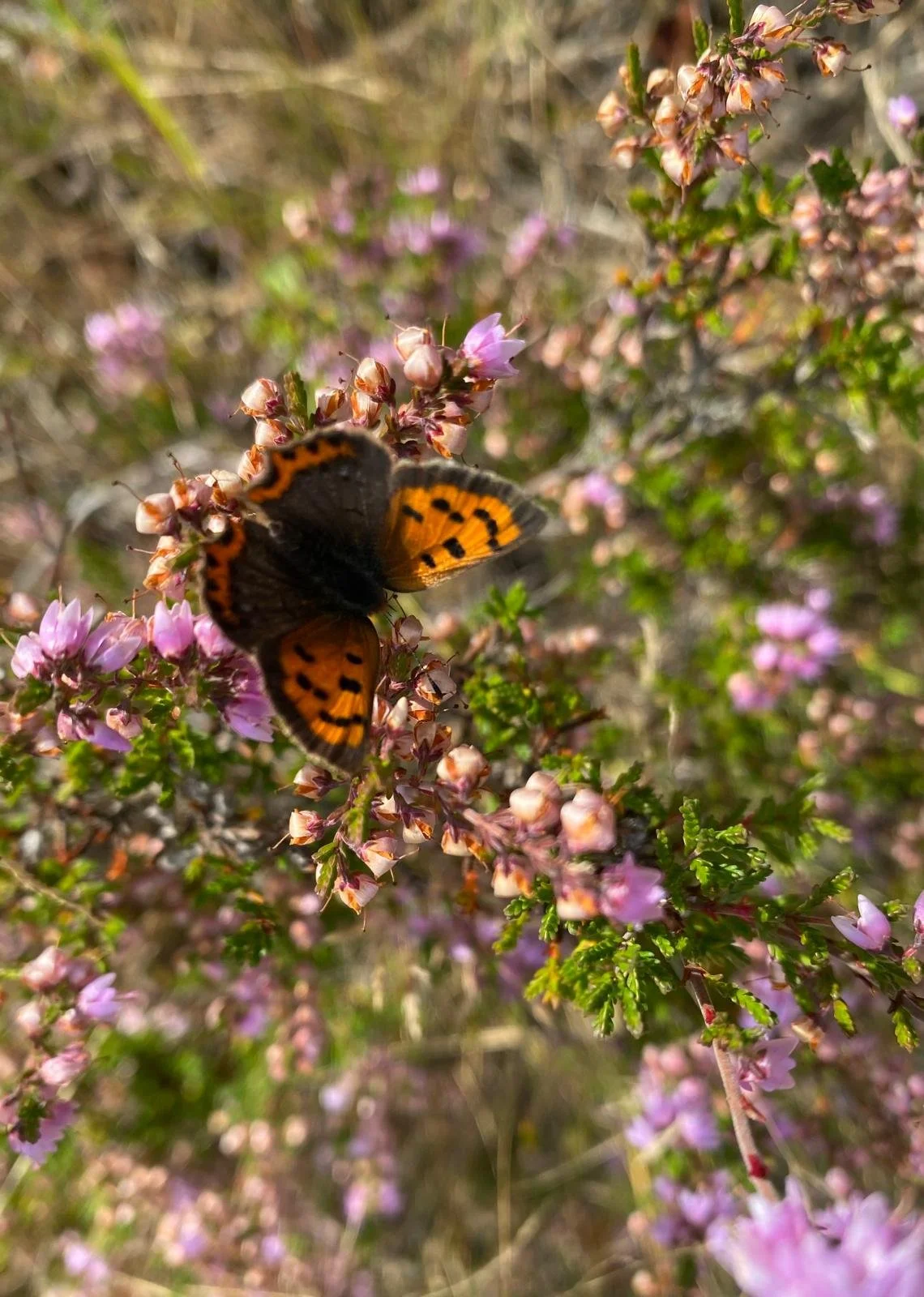 A butterfly with orange and black markings on pink flowering shrub, blurred background. habitat restoration, meadow creations, conservation services South West England, ecological restoration UK