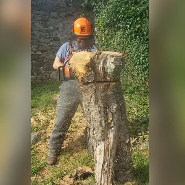 A person wearing a helmet and safety gear is cutting a large tree trunk with a chainsaw, outdoors near greenery and a stone wall.