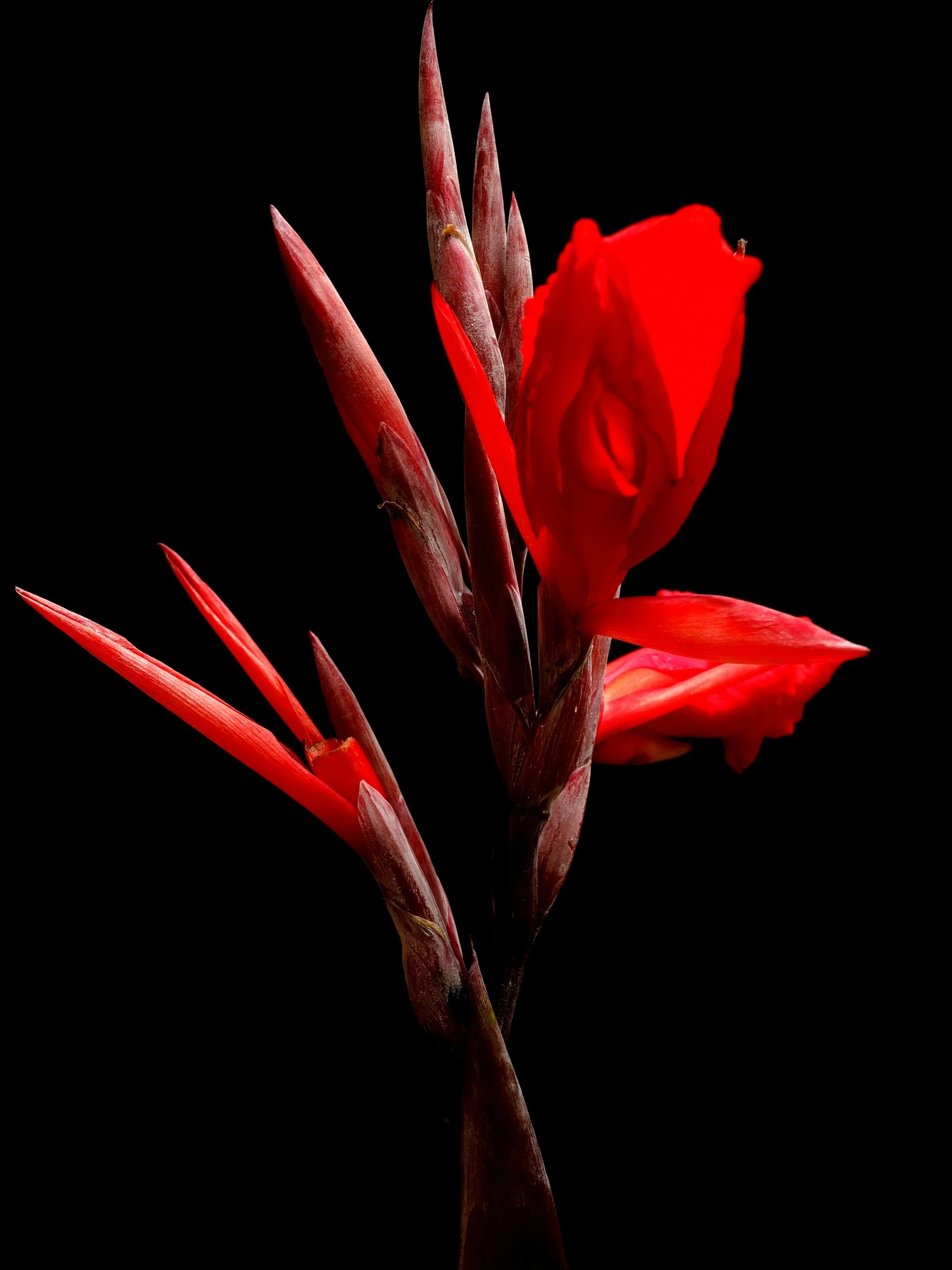 Close-up of a red flower with slender petals and buds, set against a black background.