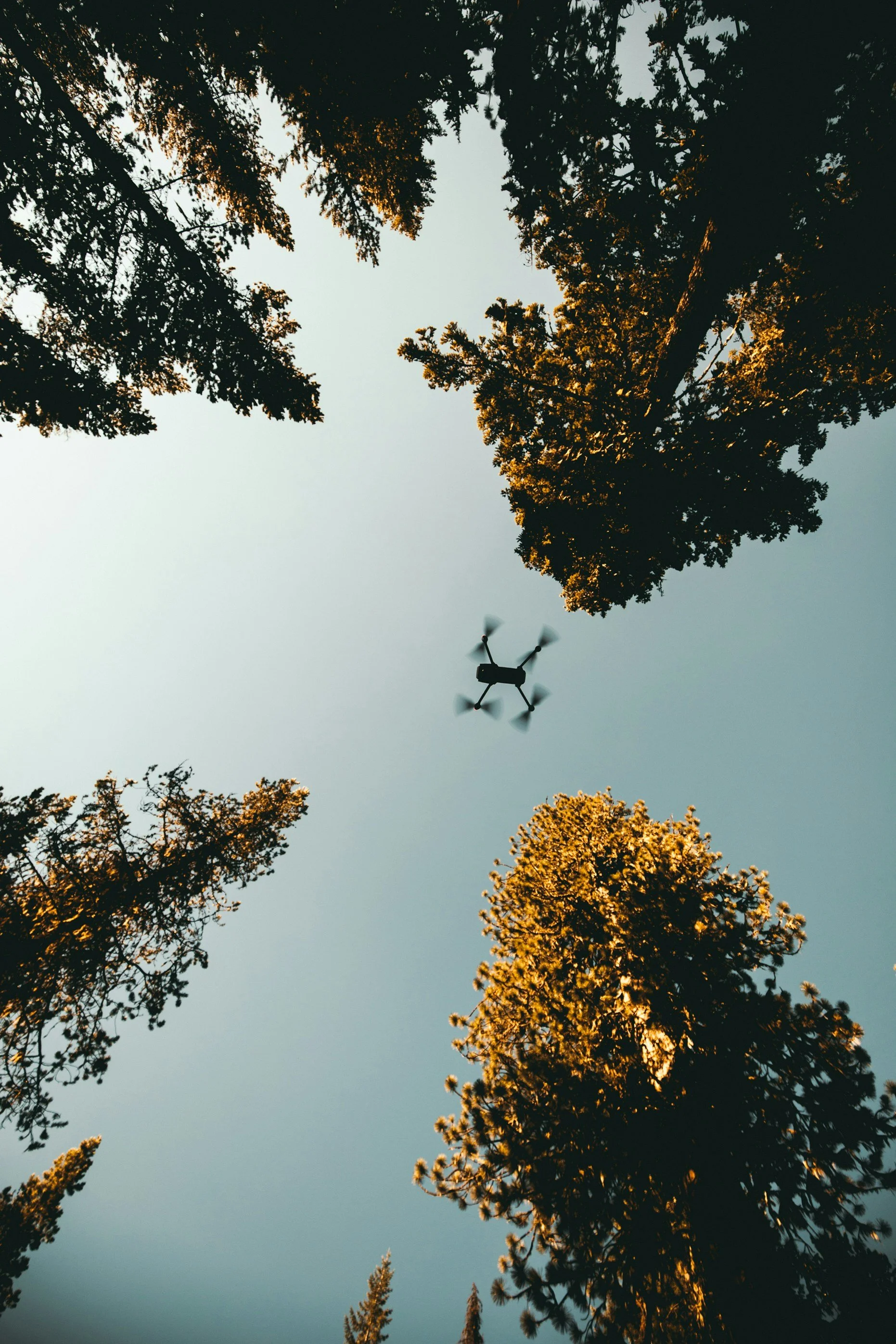 A drone flying in the sky surrounded by tall trees with sunlight illuminating the tops of the trees.