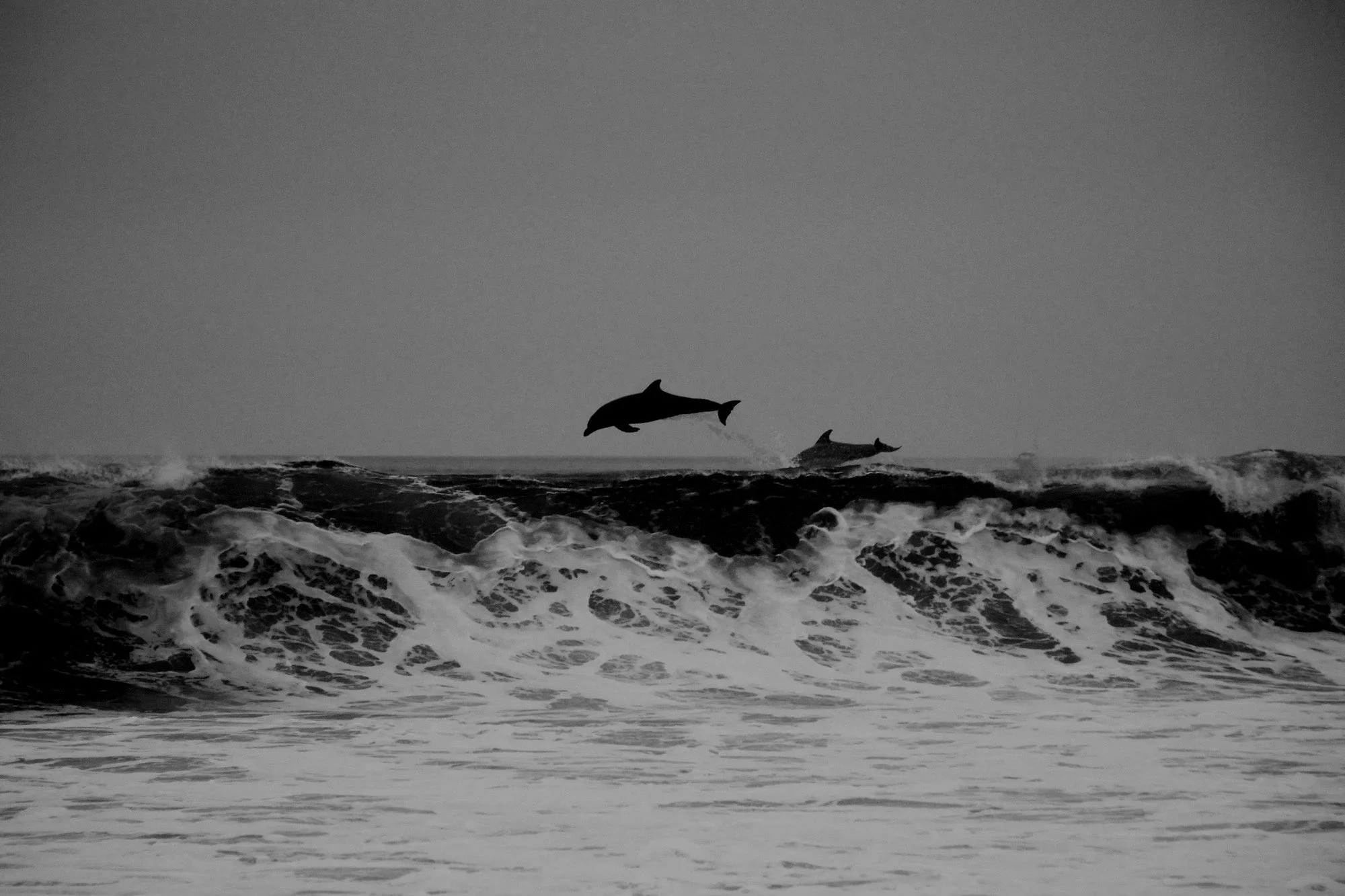 Two dolphins jumping out of the ocean waves on a cloudy day, black and white photo.