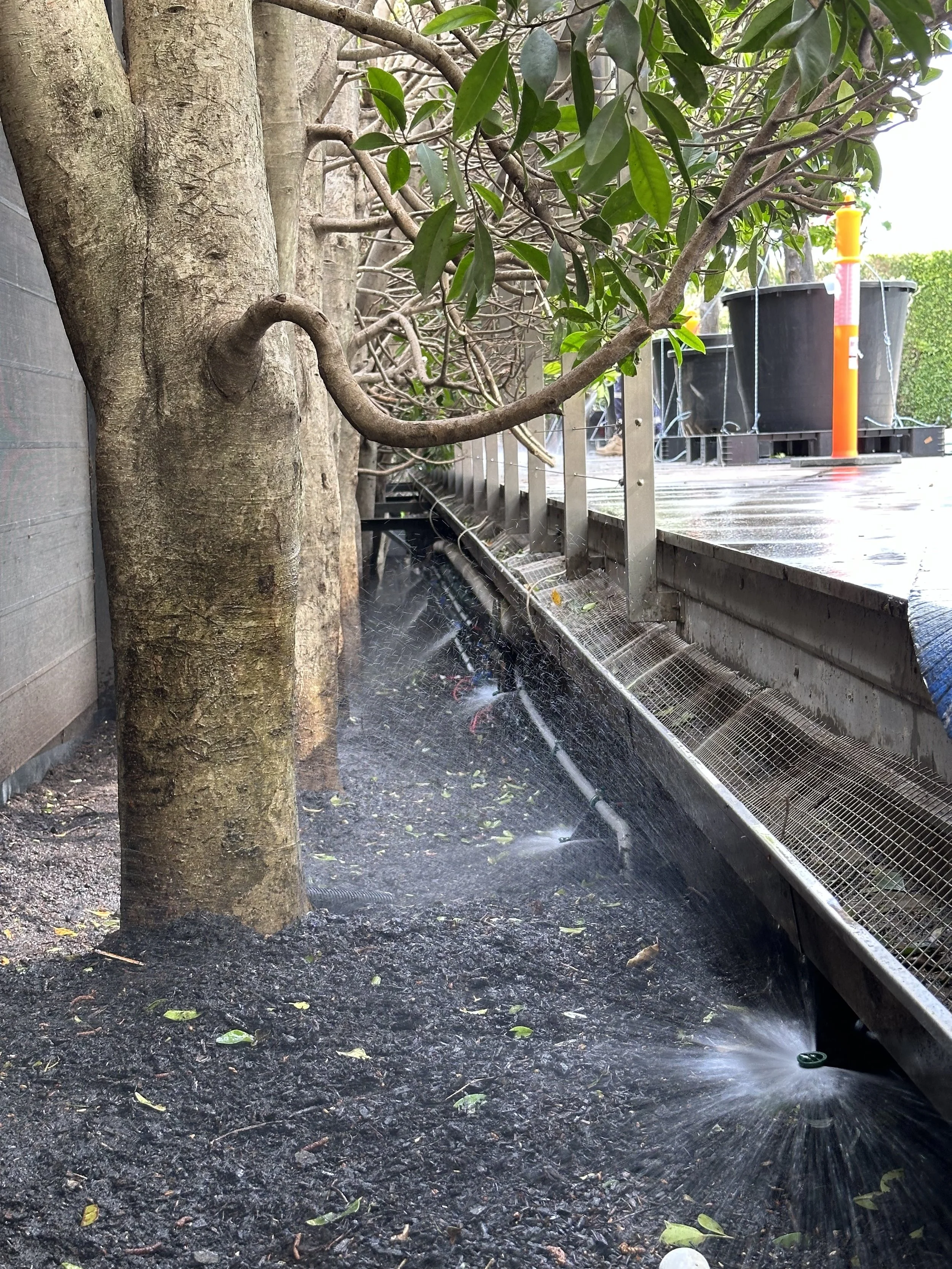 Tree with water sprinklers watering the soil underneath, and a wooden or composite deck with some large black containers in the background.