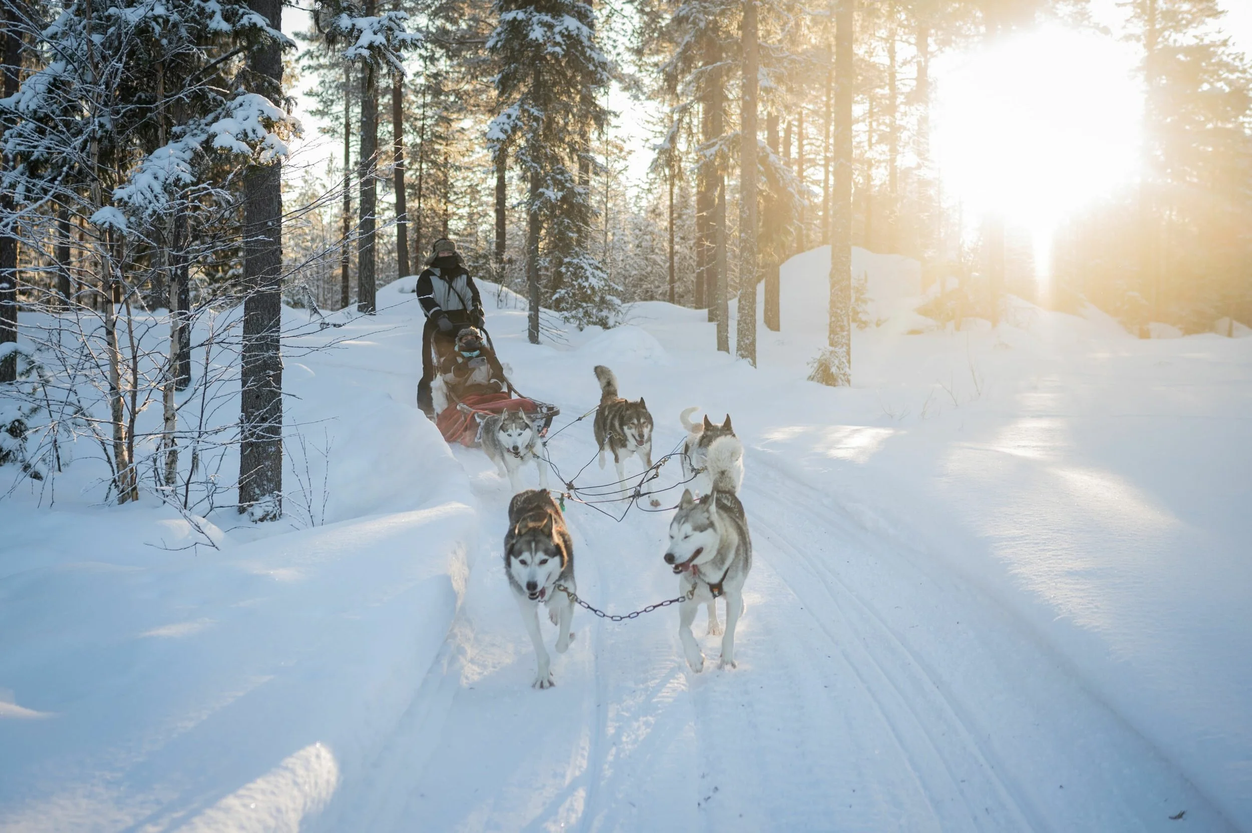 A person rides a dog sled pulled by several huskies through a snowy forest at sunset.