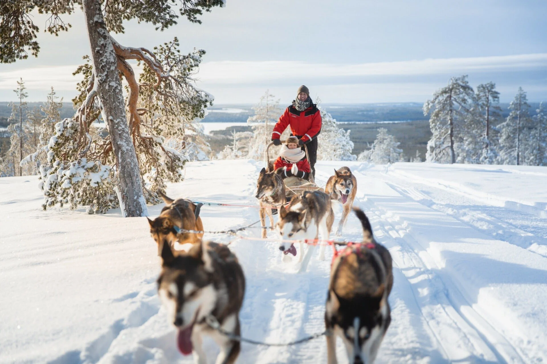 A person in a red jacket and gray beanie is riding in a sled pulled by a team of six huskies through a snowy landscape with snow-covered trees and a distant view of water and land in the background.