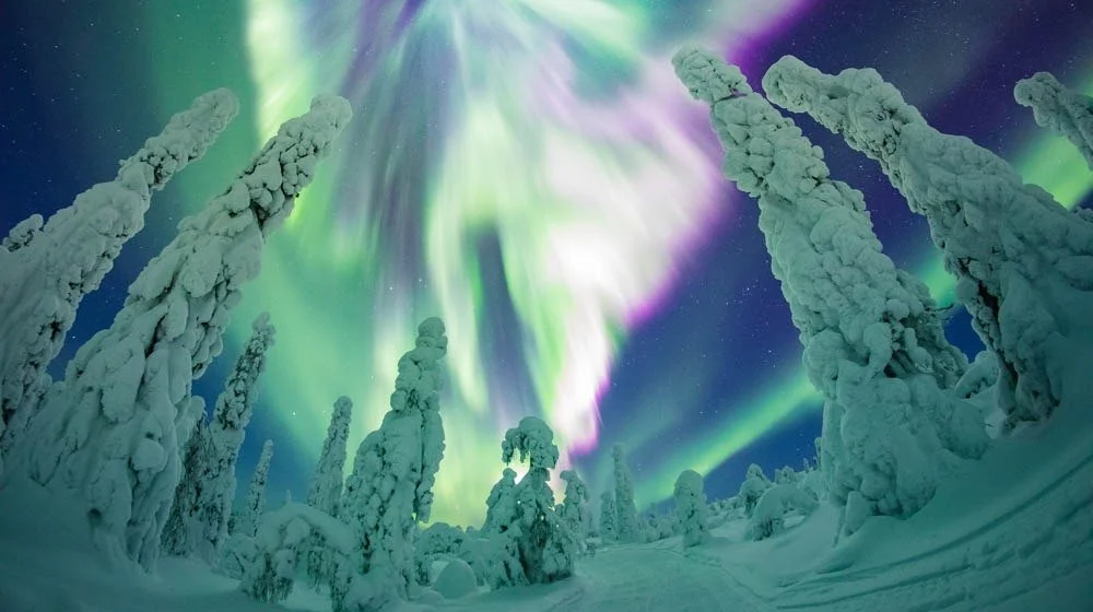 Snow-covered trees under colorful northern lights in a winter landscape.