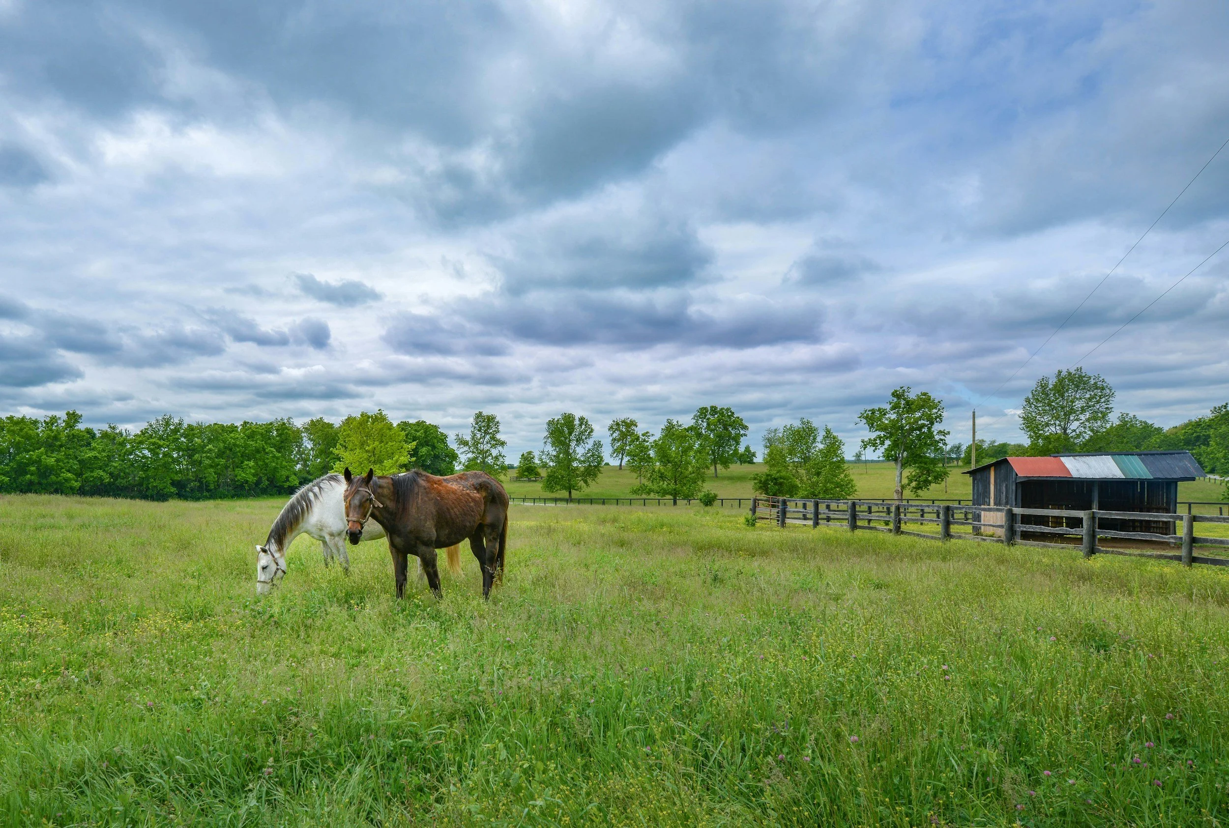 My Unforgettable Kentucky Adventure: A Guide to the Horse Capital of the World