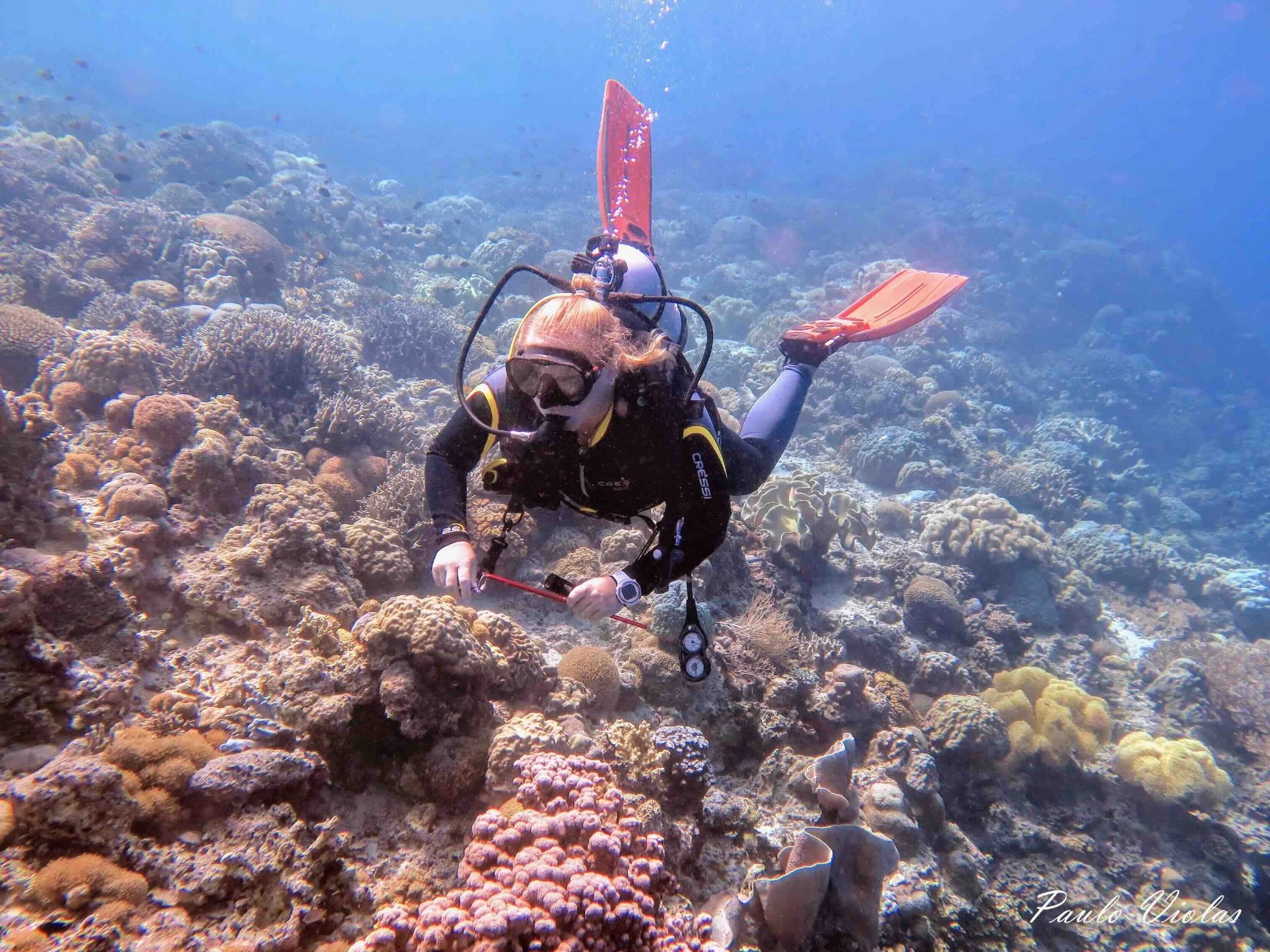 Diving the Philippines.jpeg