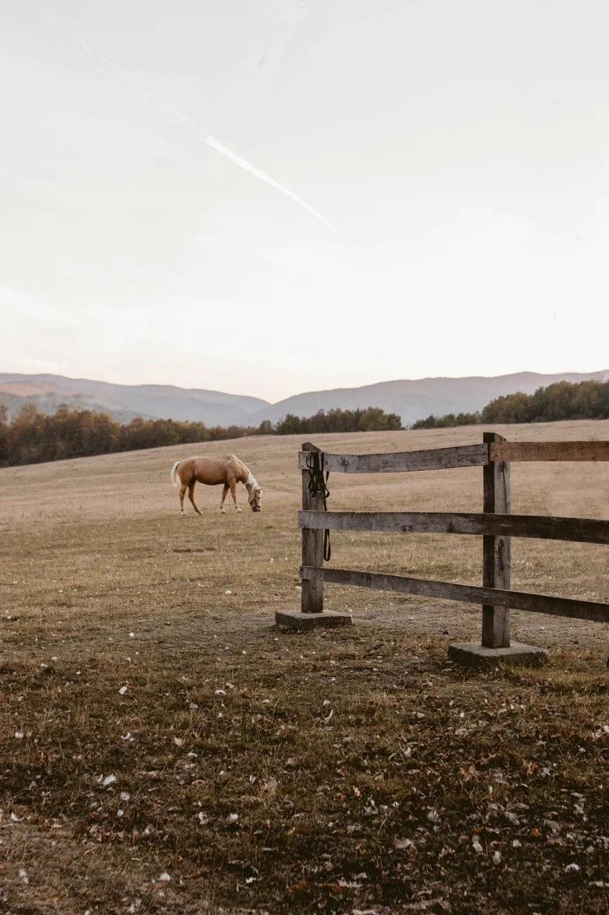 A white horse grazing in a wide open field with hills in the background and a wooden fence in the foreground.