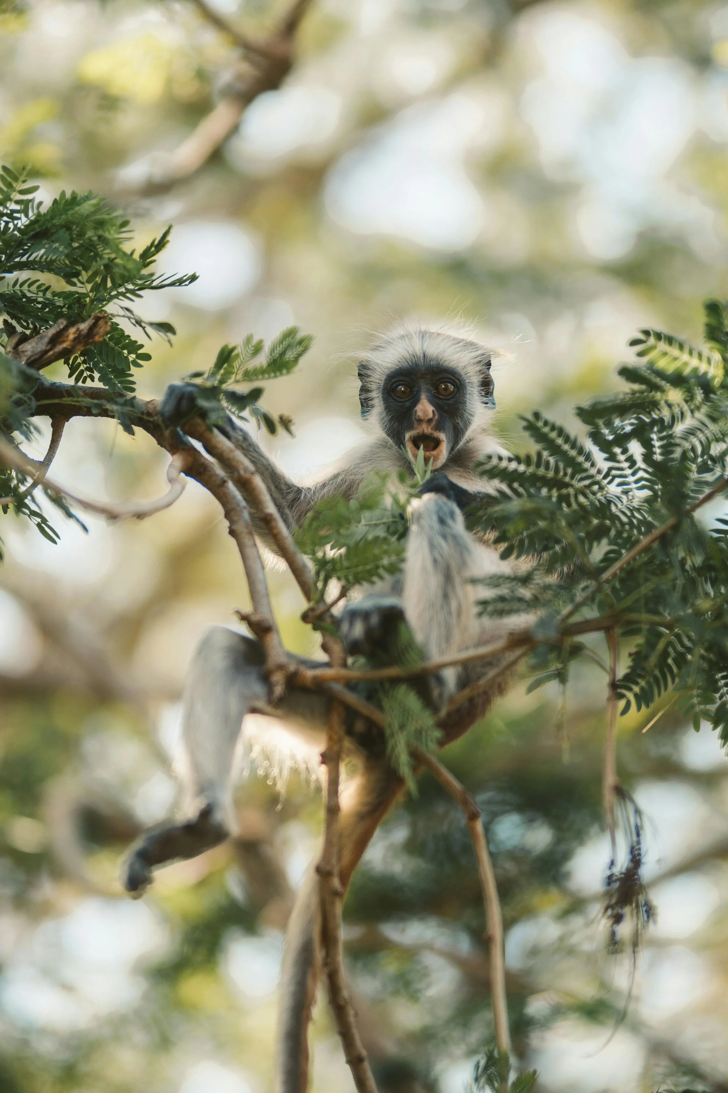 A young vervet monkey with a surprised expression, sitting on tree branches surrounded by green leaves and blurred background.