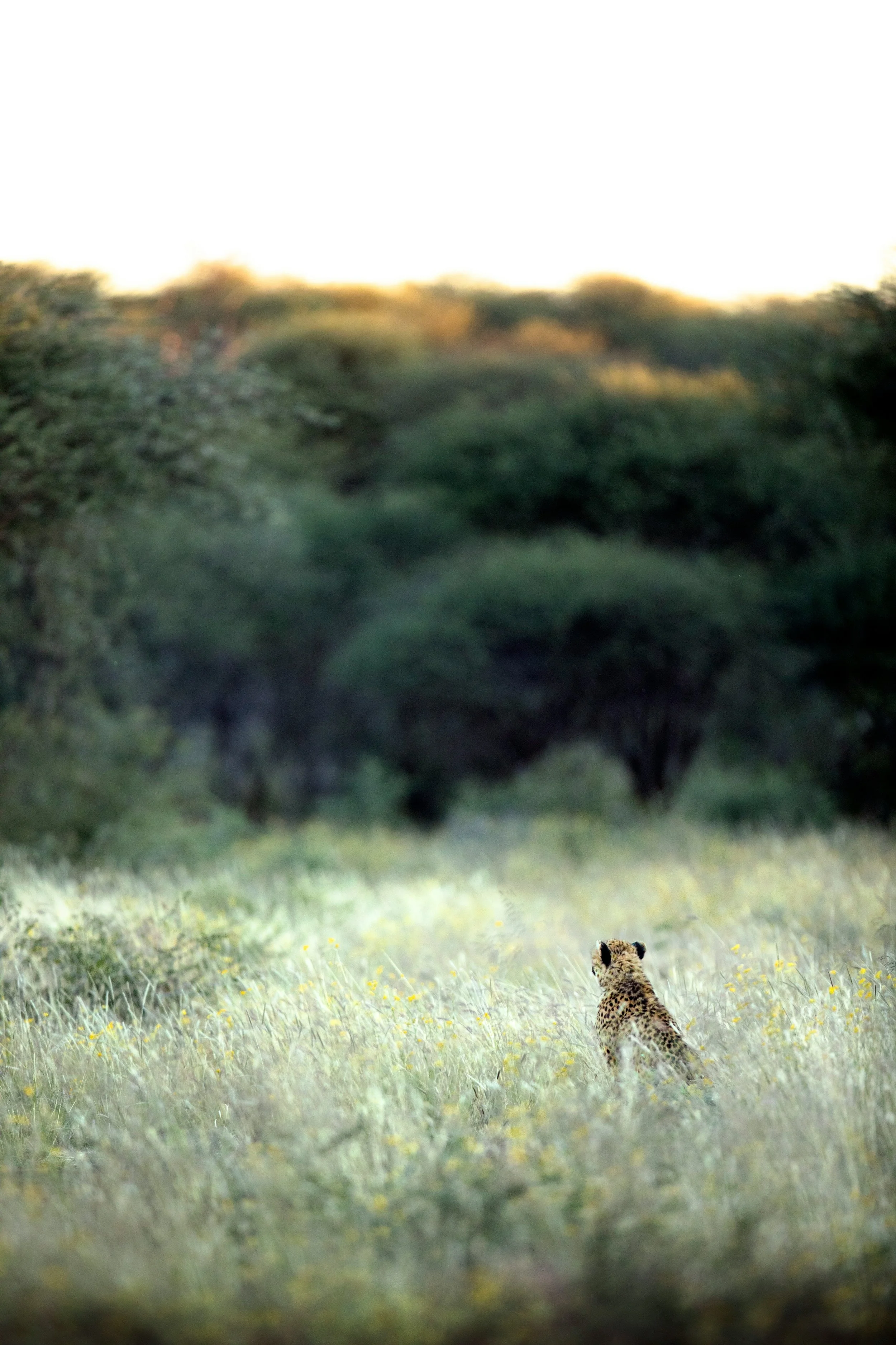 A young cheetah sitting in a grassy field, with a dense forest in the background and sunlight shining over the trees.