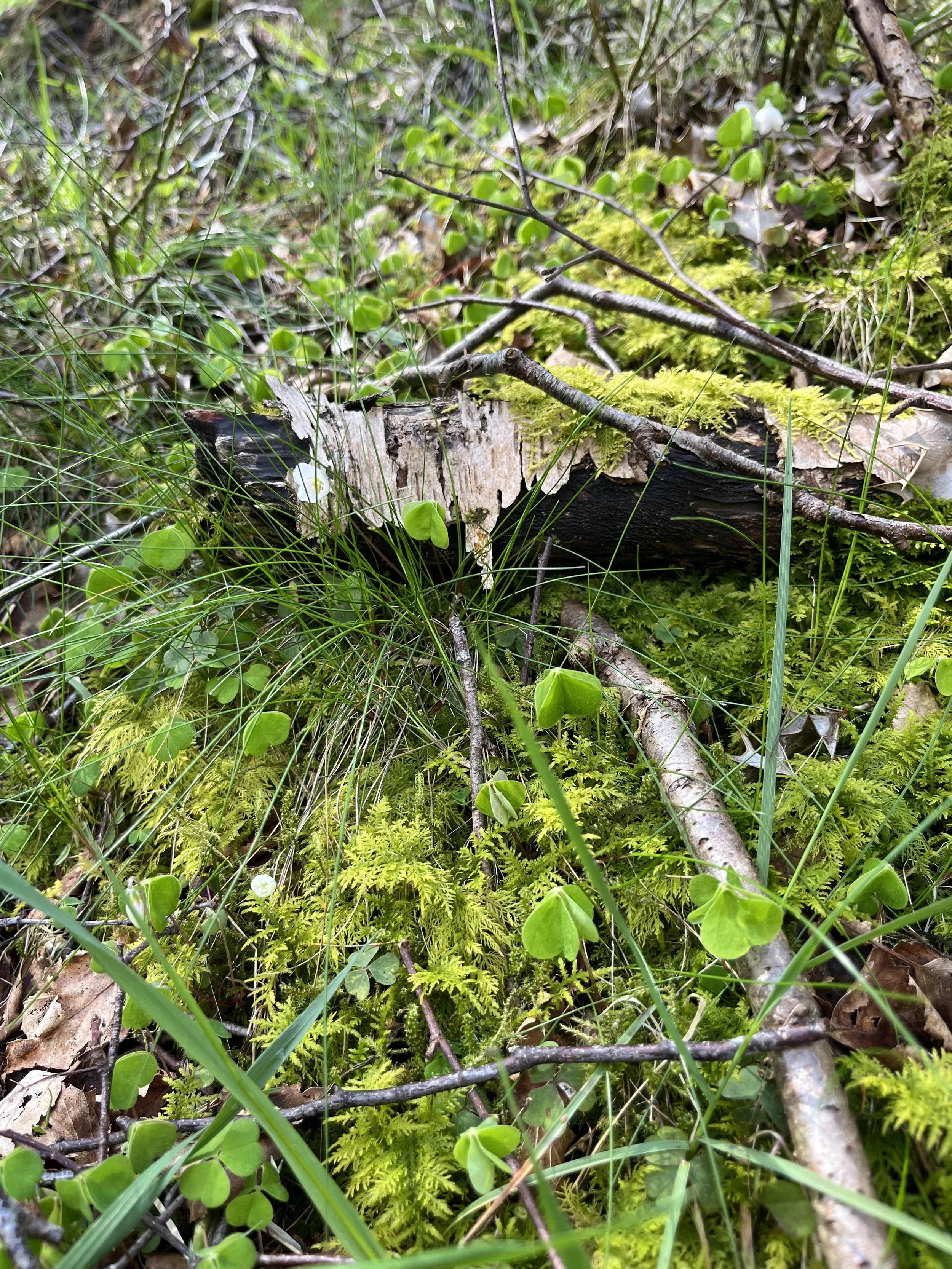 Close-up of a forest floor with green moss, small clover plants, twigs, and a tree stump.