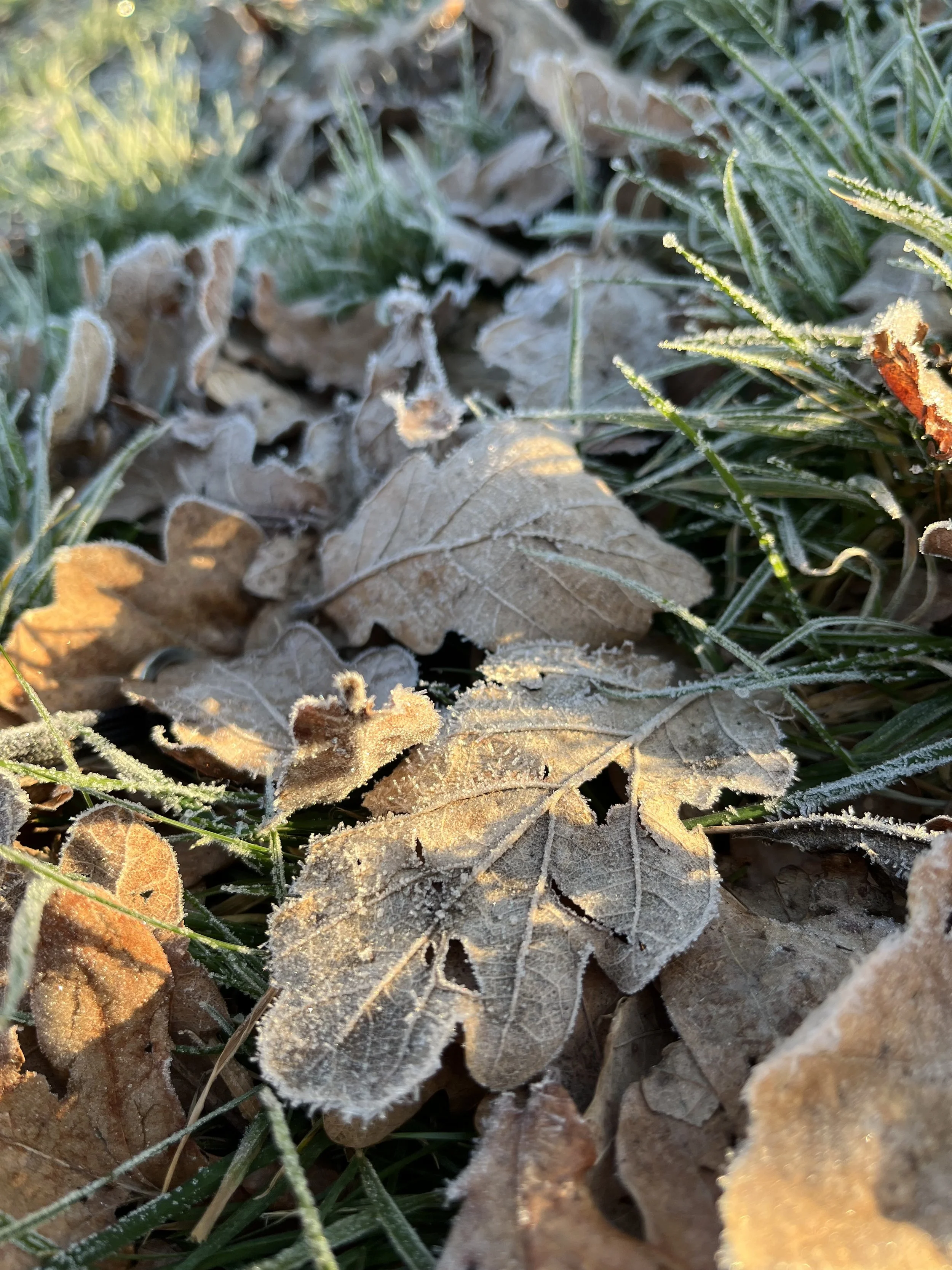Close-up of frosted fallen leaves on the ground amid grass during early morning or late afternoon sunlight.