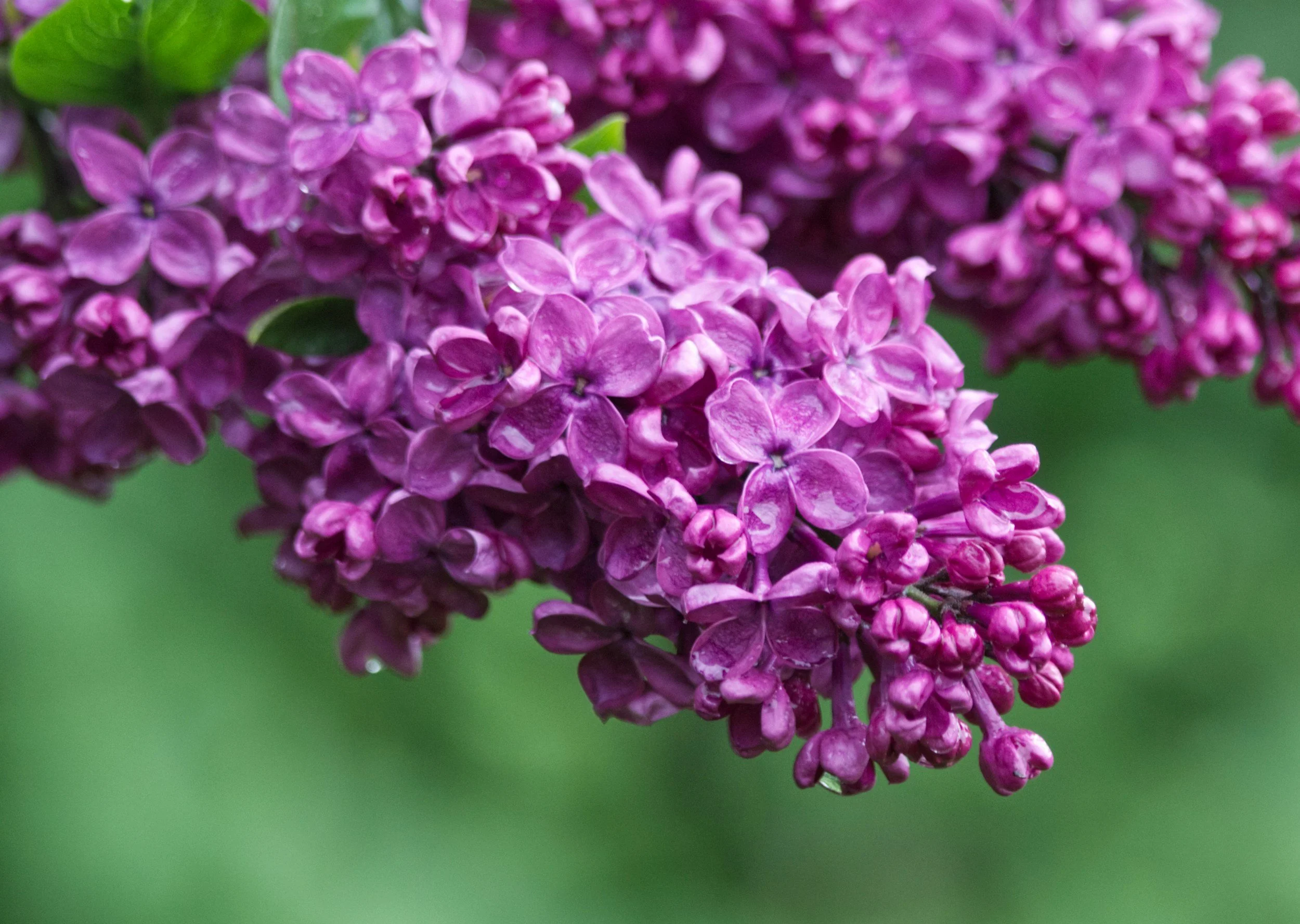 Trauma therapy for adults in Nampa